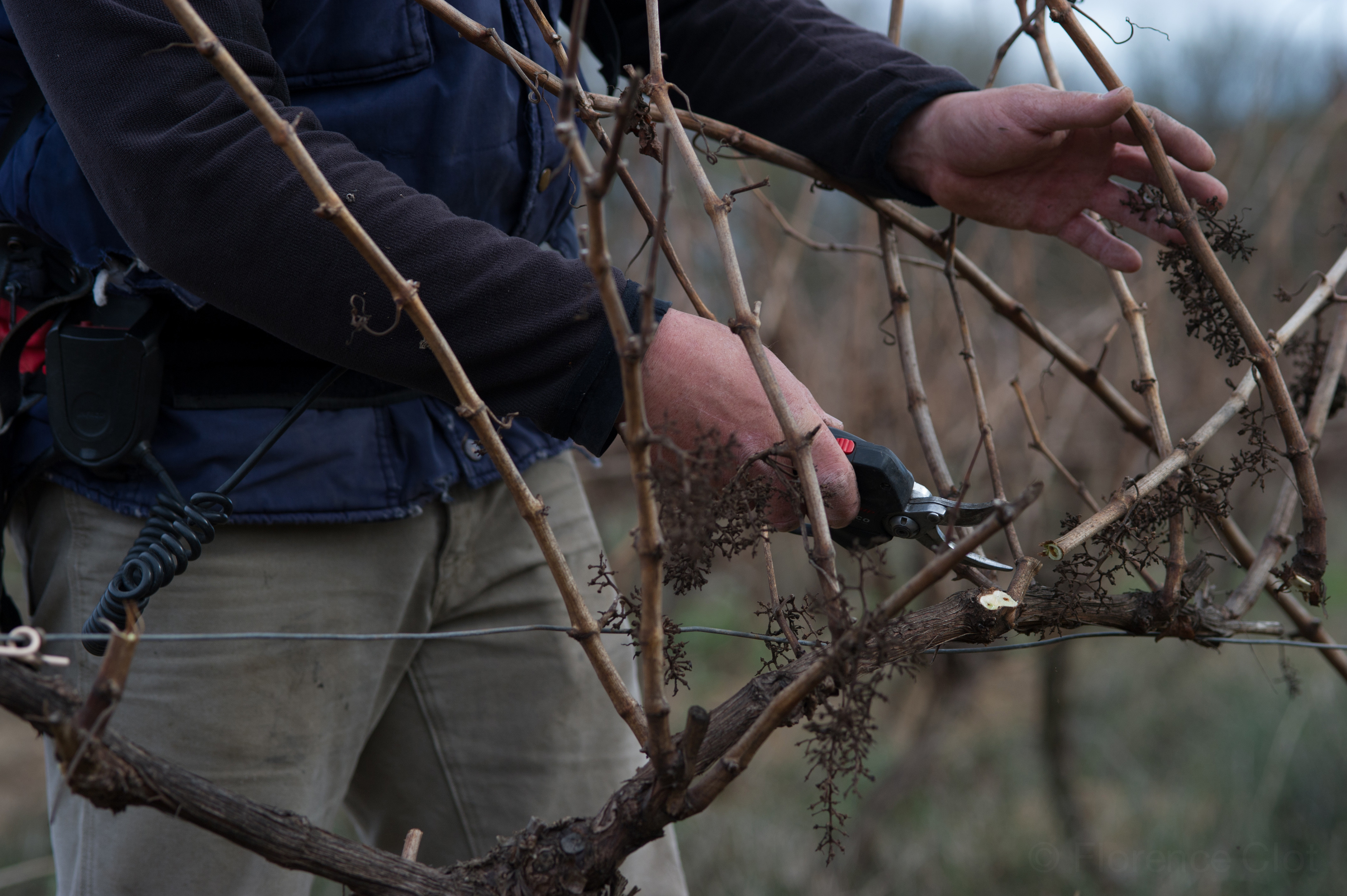 Vignerons de Florensac