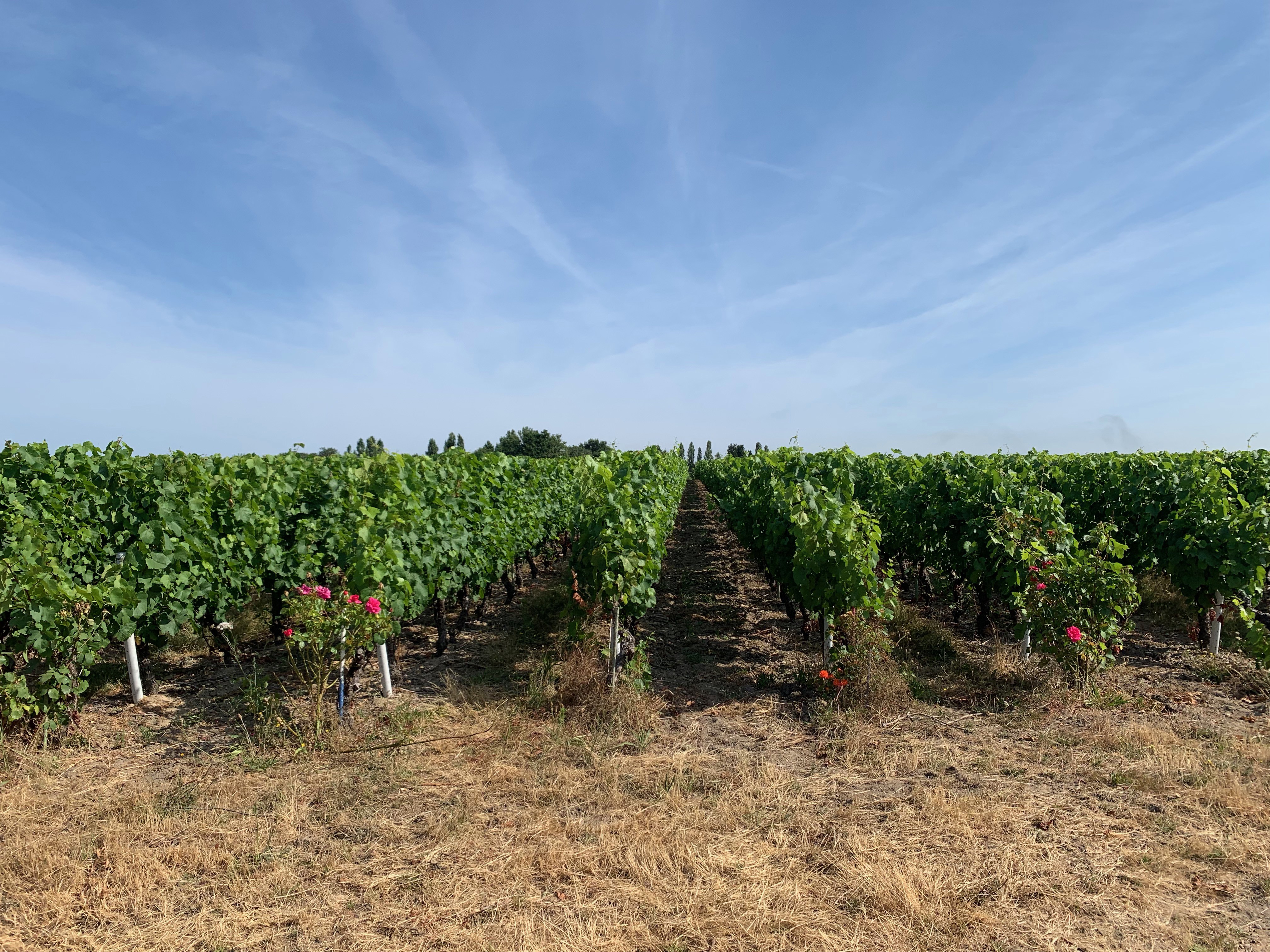 Domaine des Herbauges