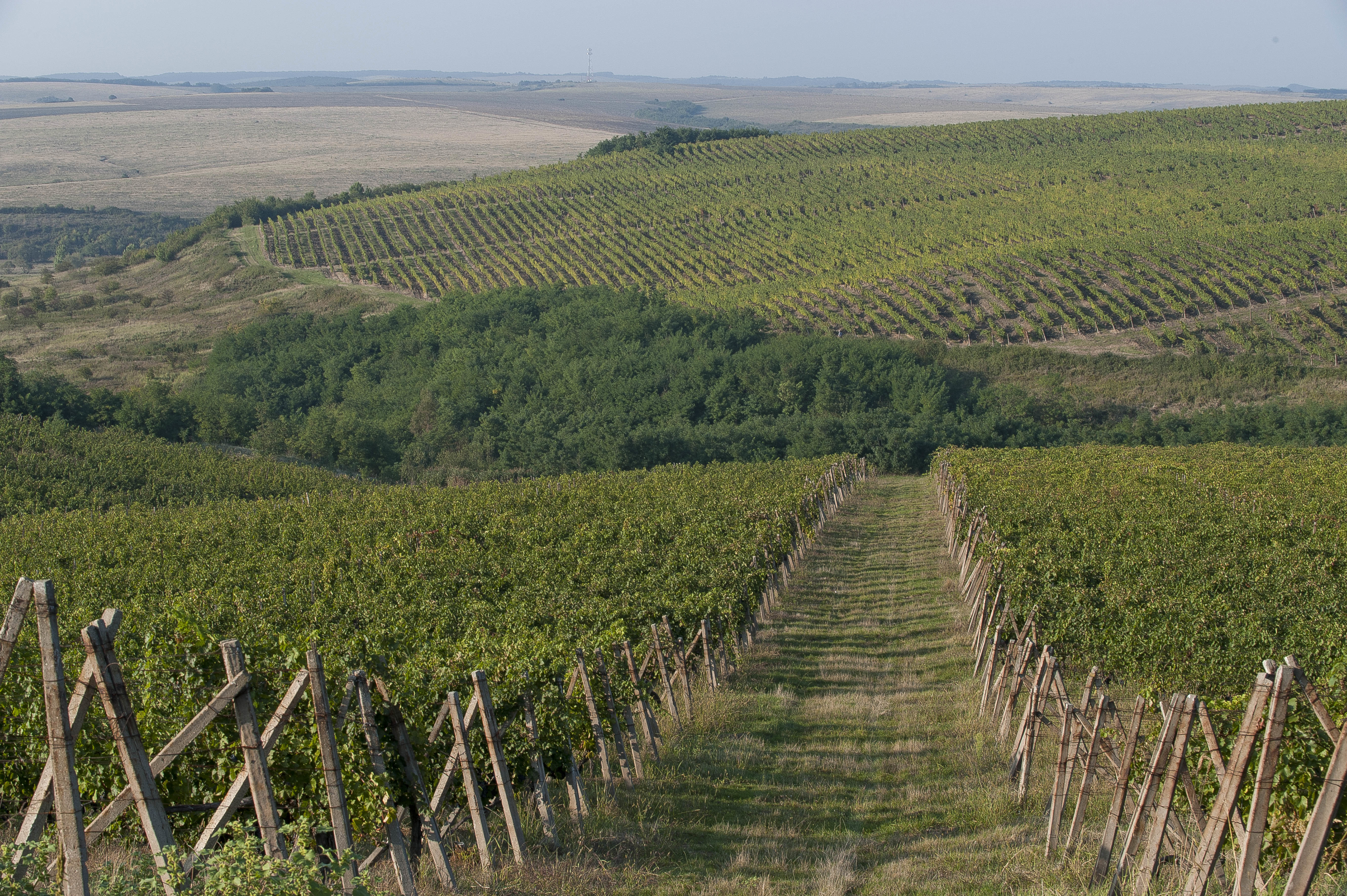 CRAMELE RECAS, Romania