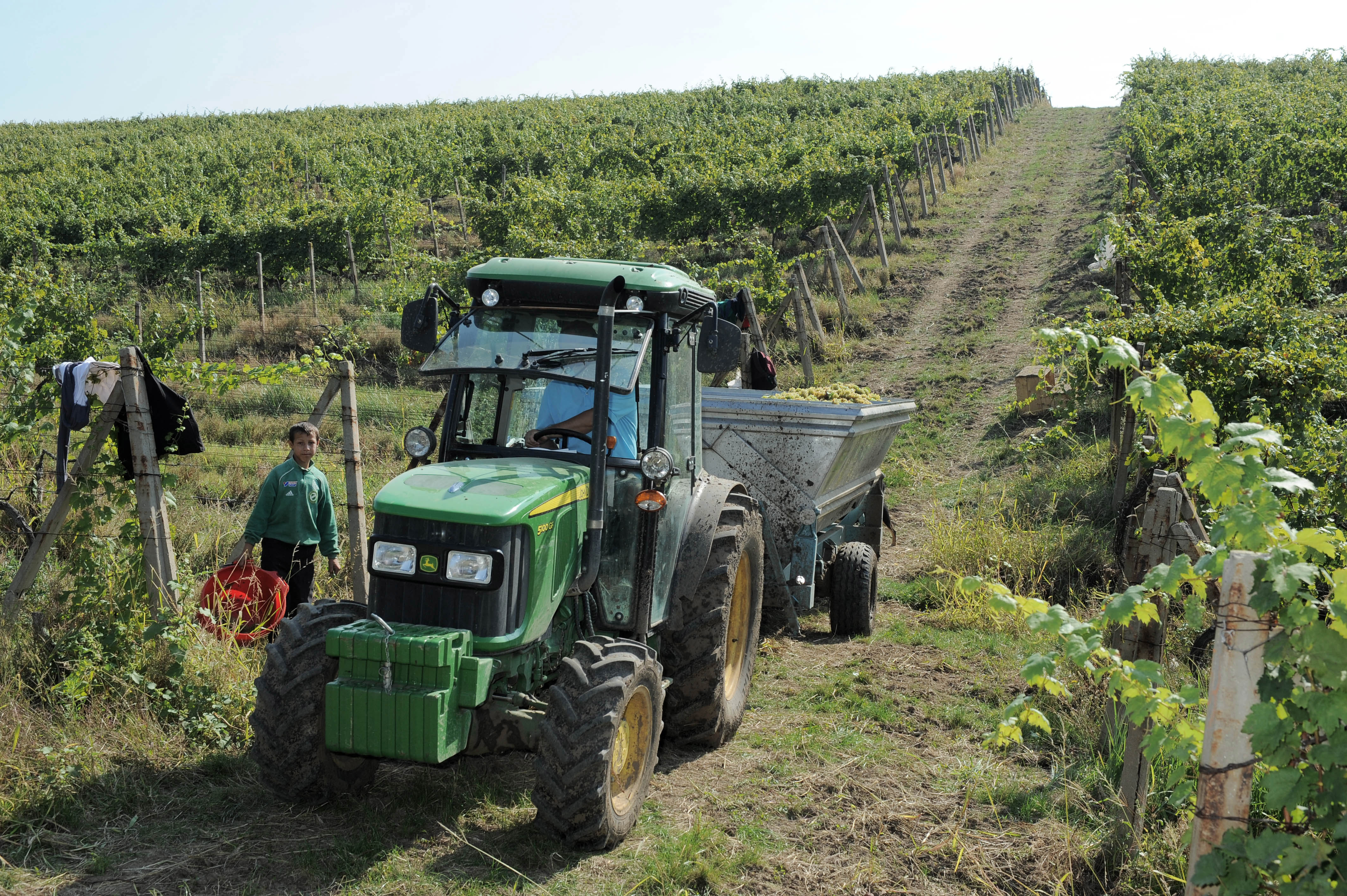 CRAMELE RECAS, Romania