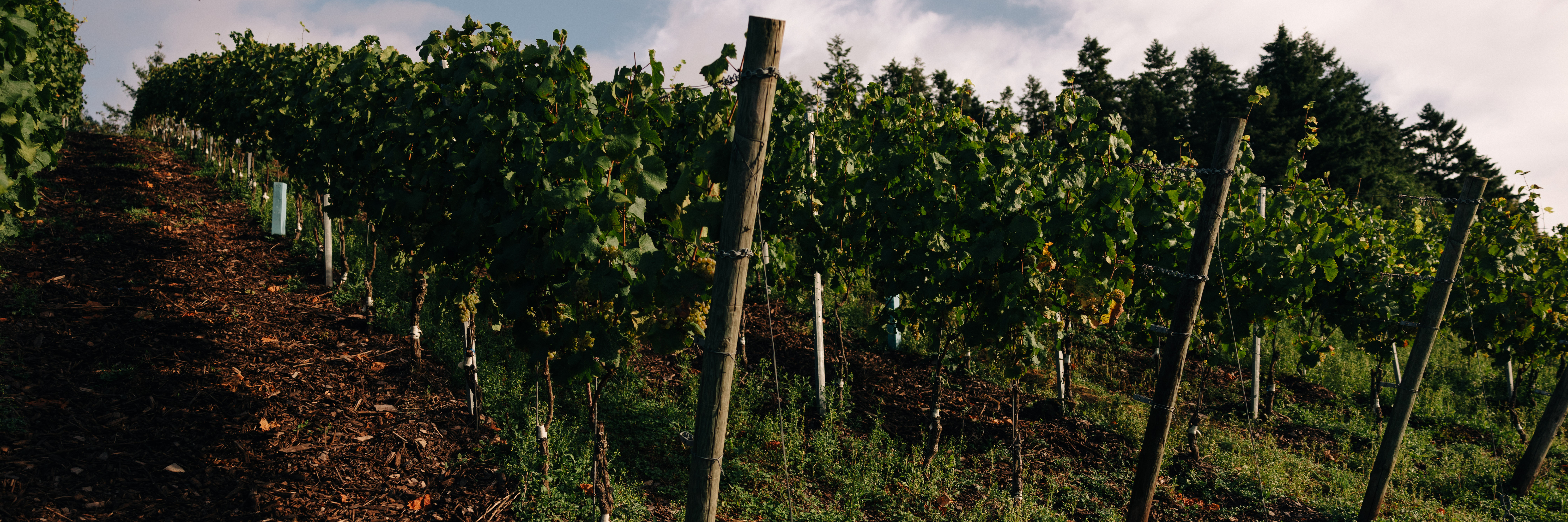 Weingut Karthäuserhof