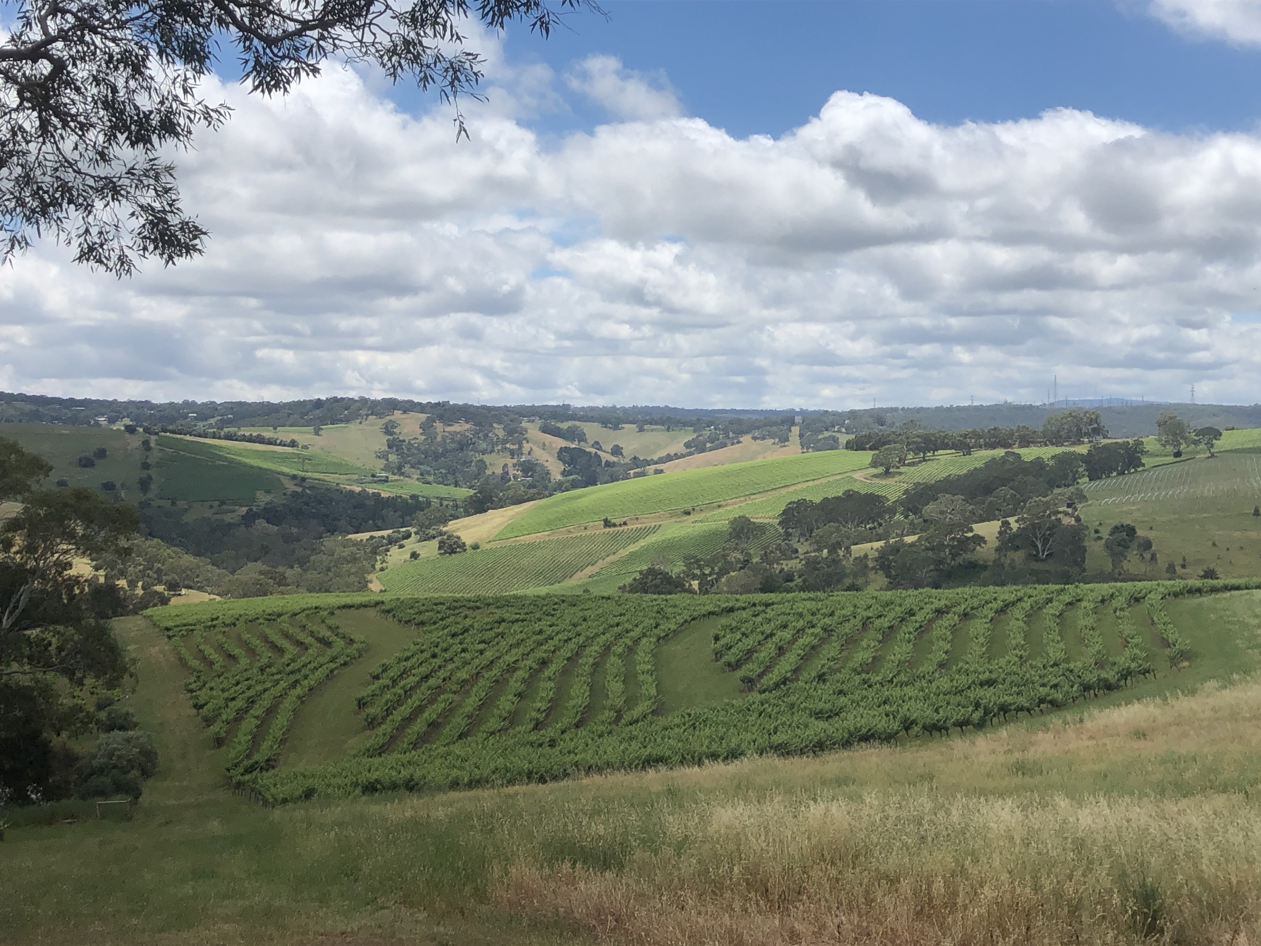 THISTLEDOWN, Australia