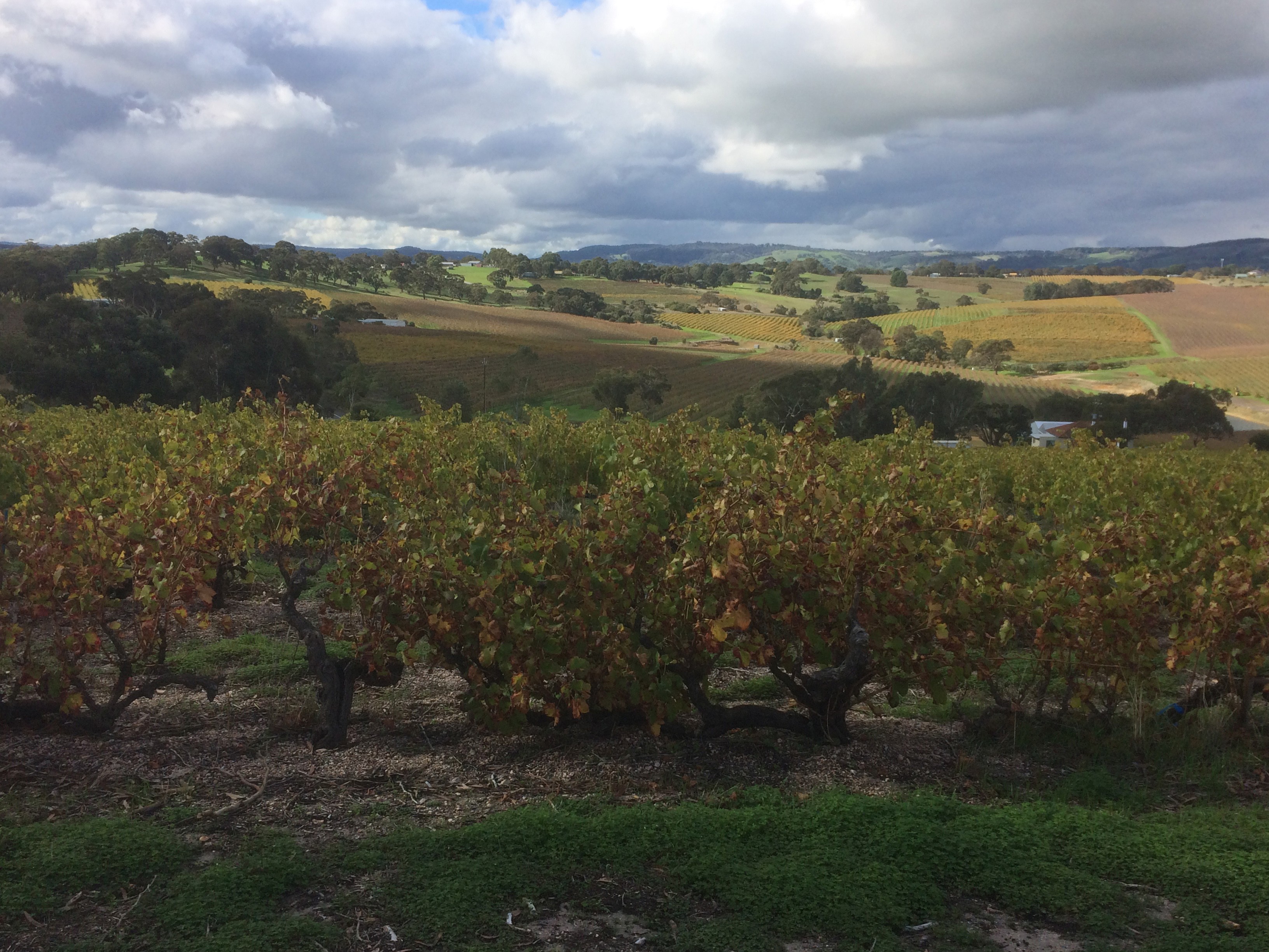 THISTLEDOWN, Australia