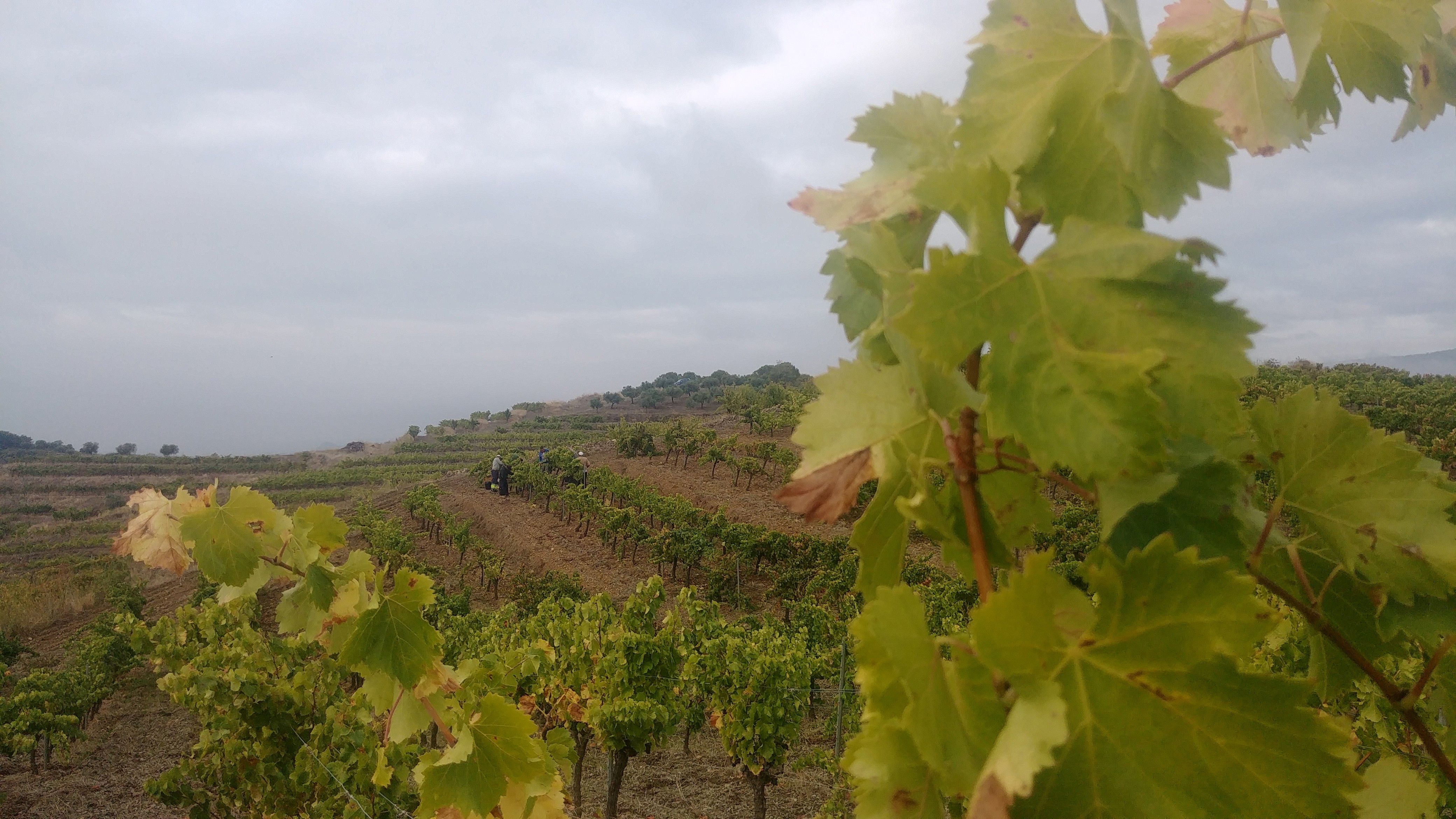 Cal Batllet-Marc Ripoll