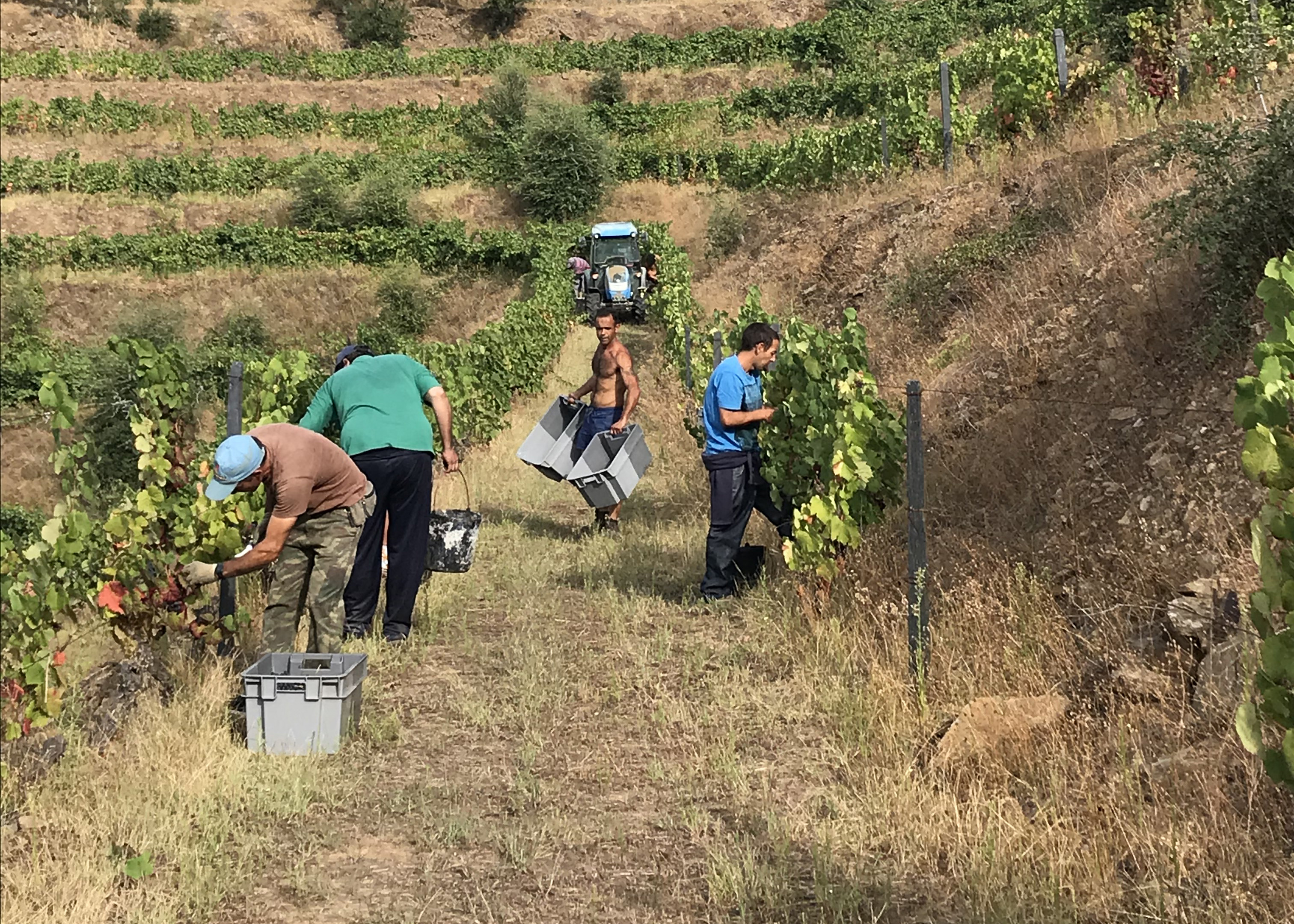 Quinta da Costa do Pinhão