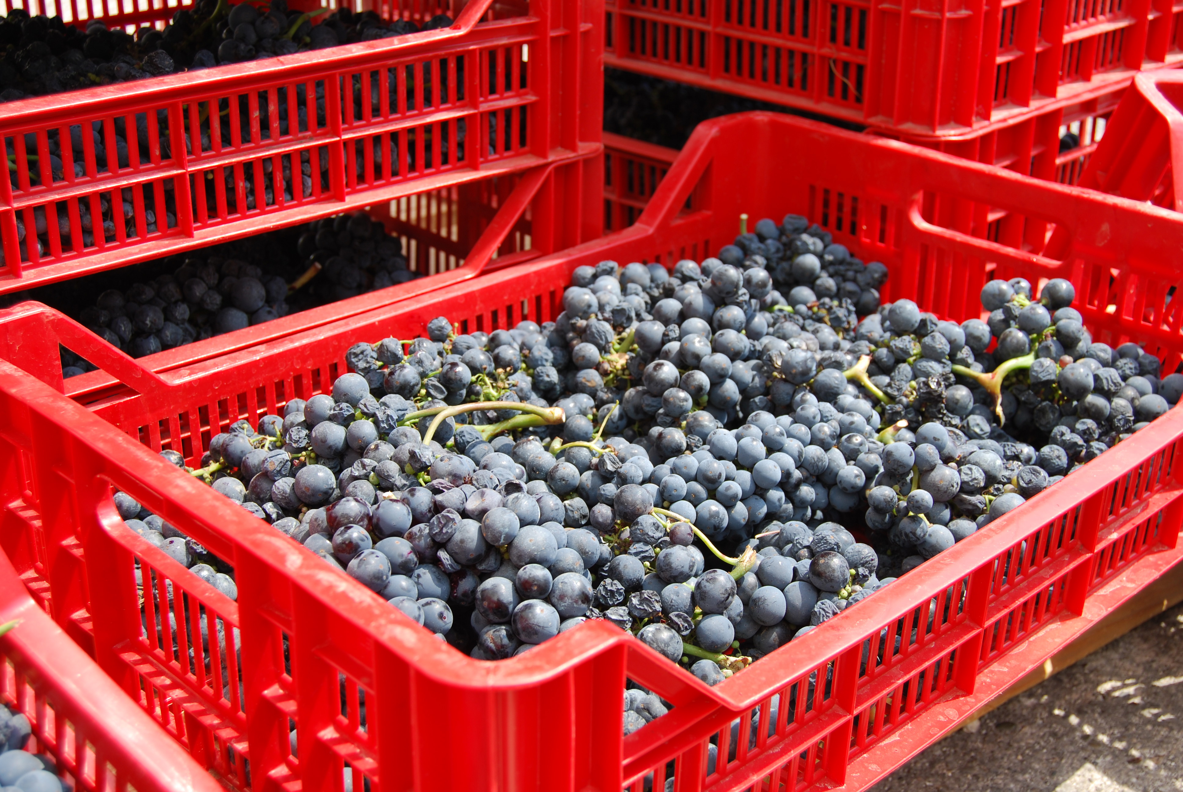 Produttori Di Manduria