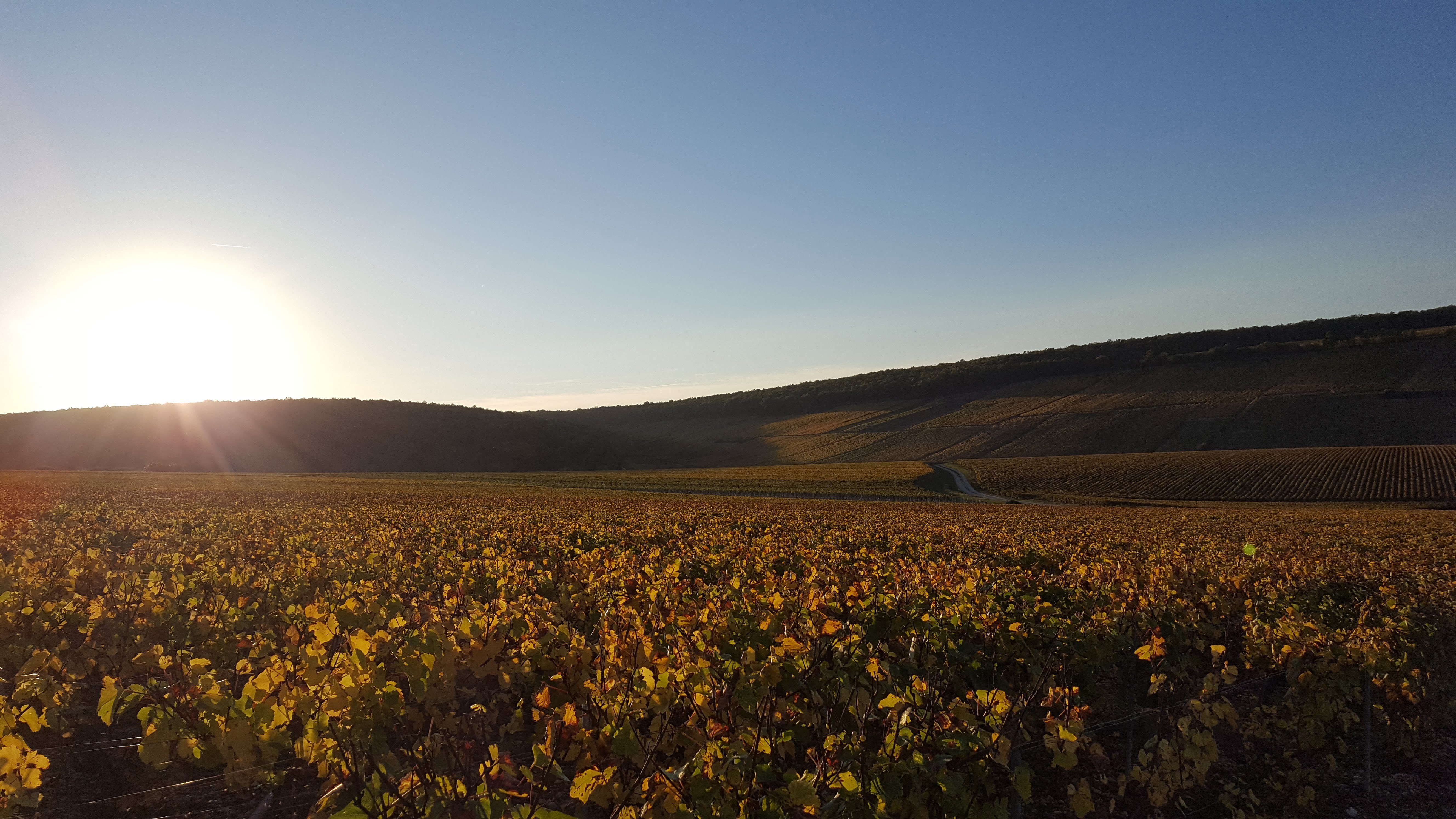 Domaine Bernard Defaix