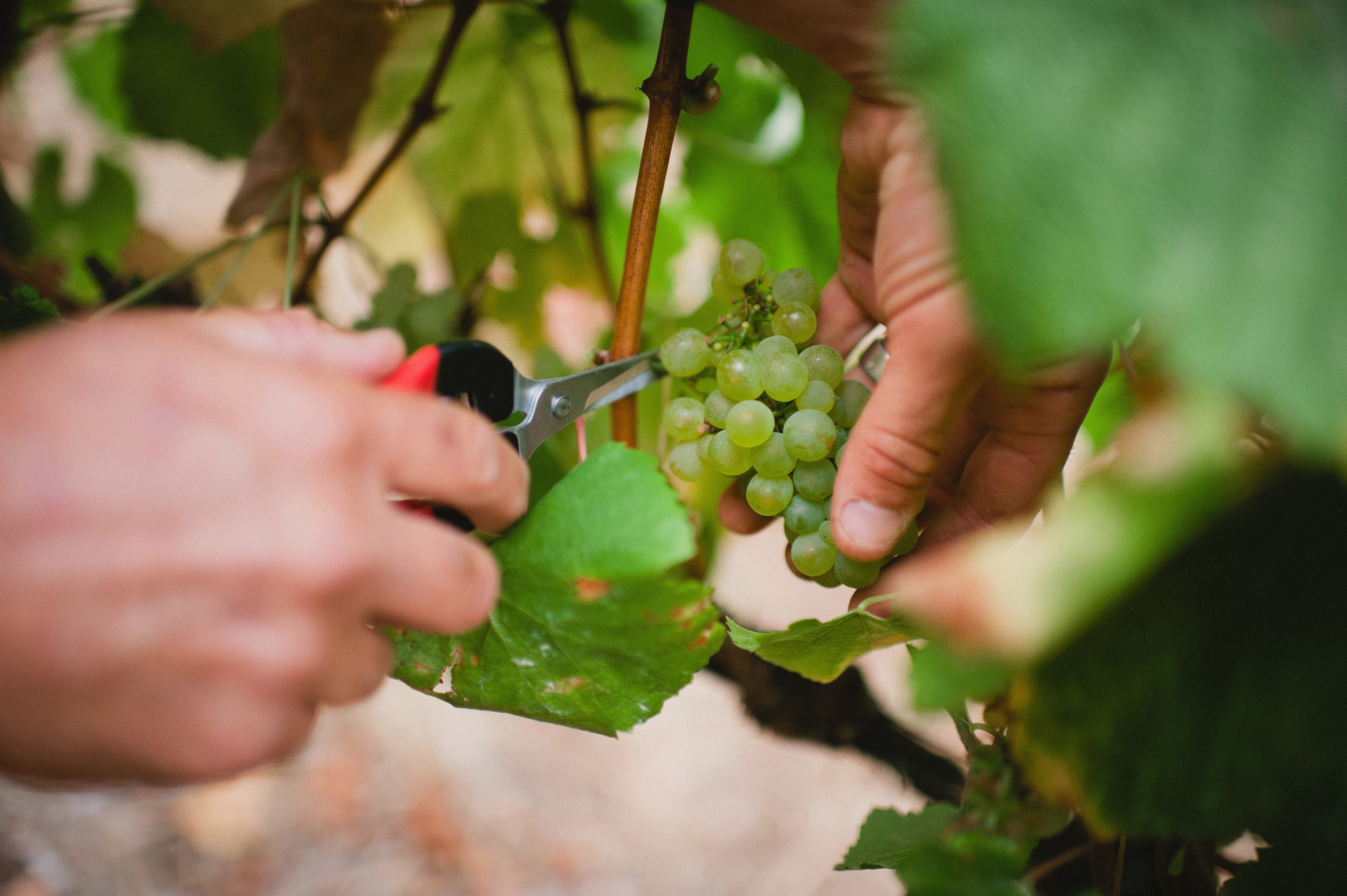 STELLA BELLA WINES, Australia