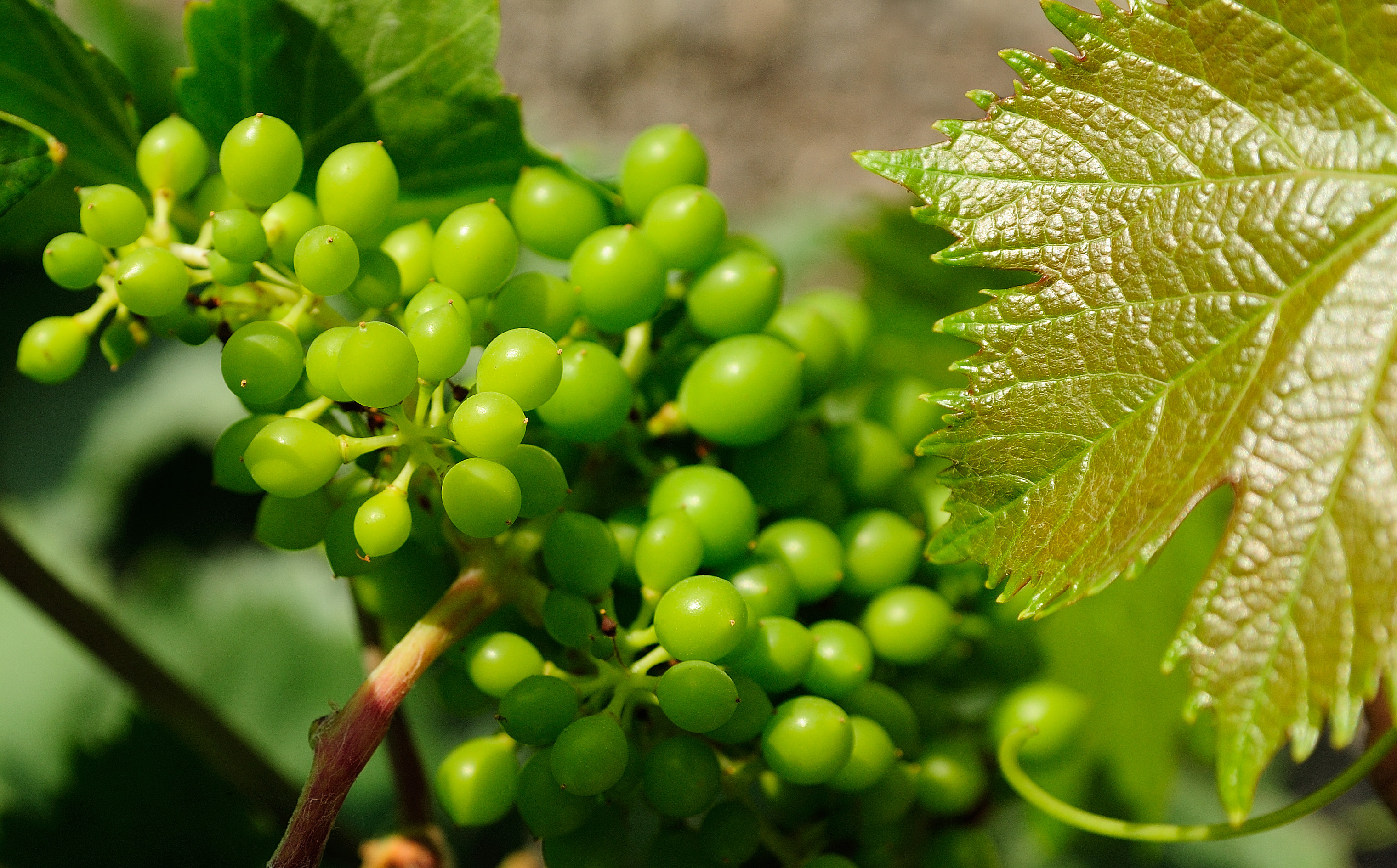 Rallo Azienda Agricola