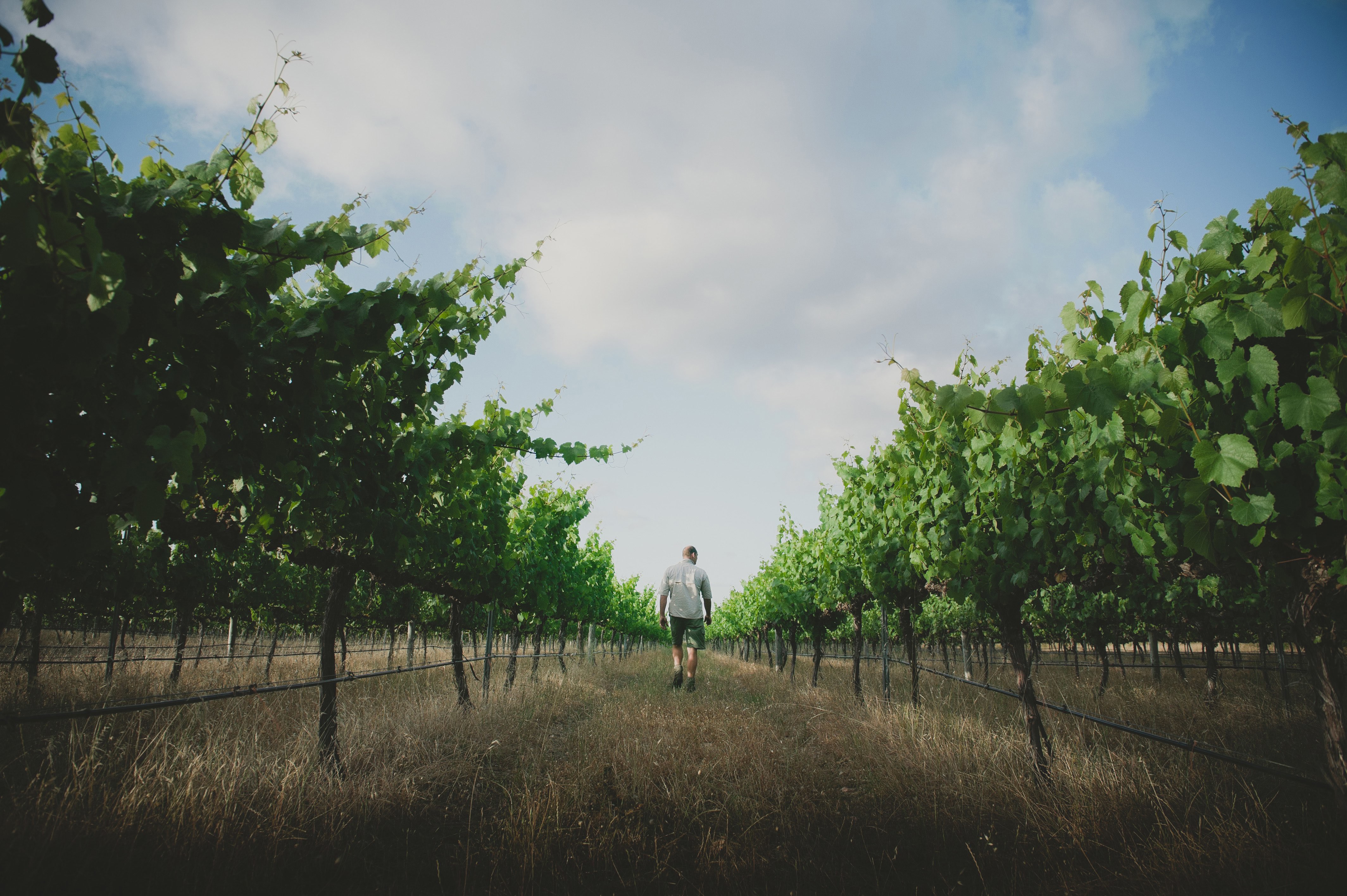 STELLA BELLA WINES, Australia
