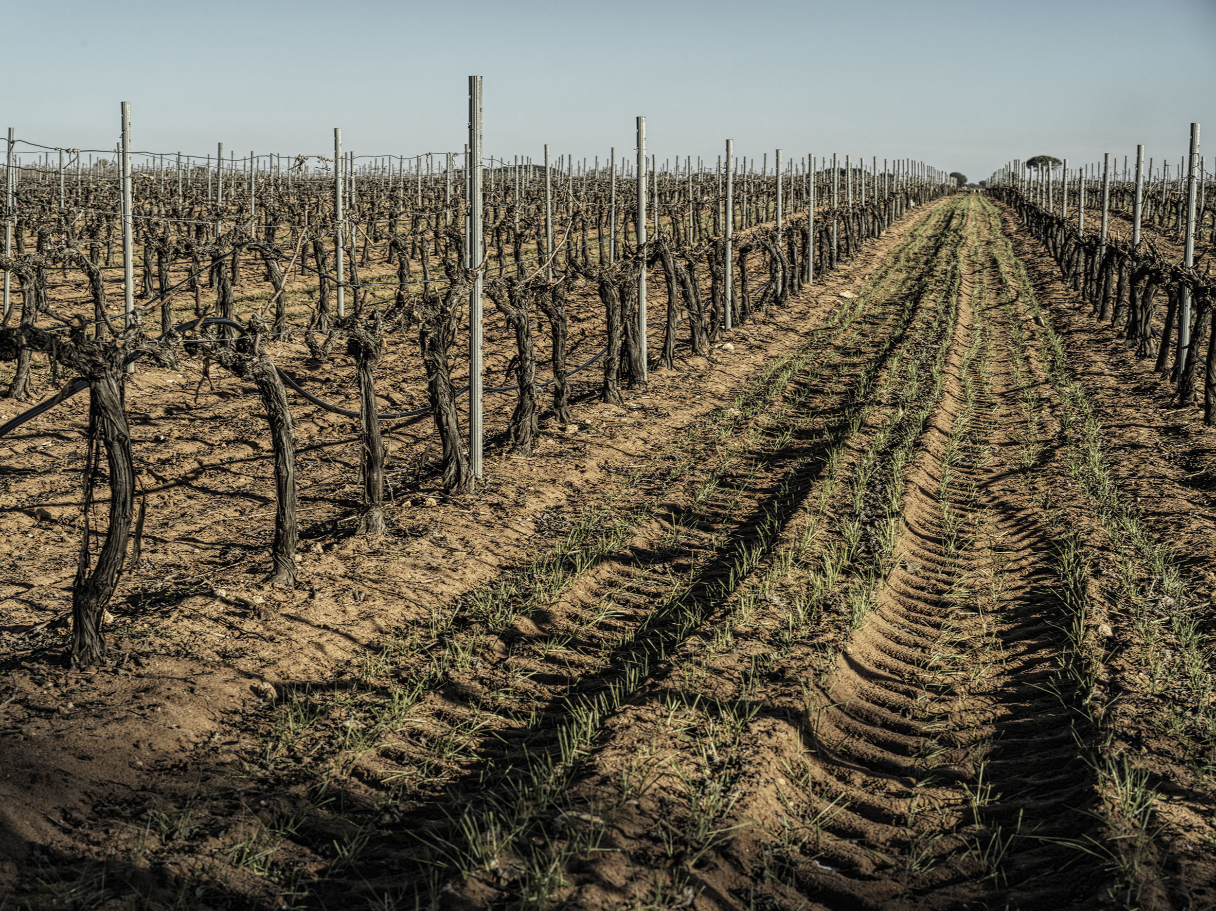Bodegas y Viñedos Tinedo