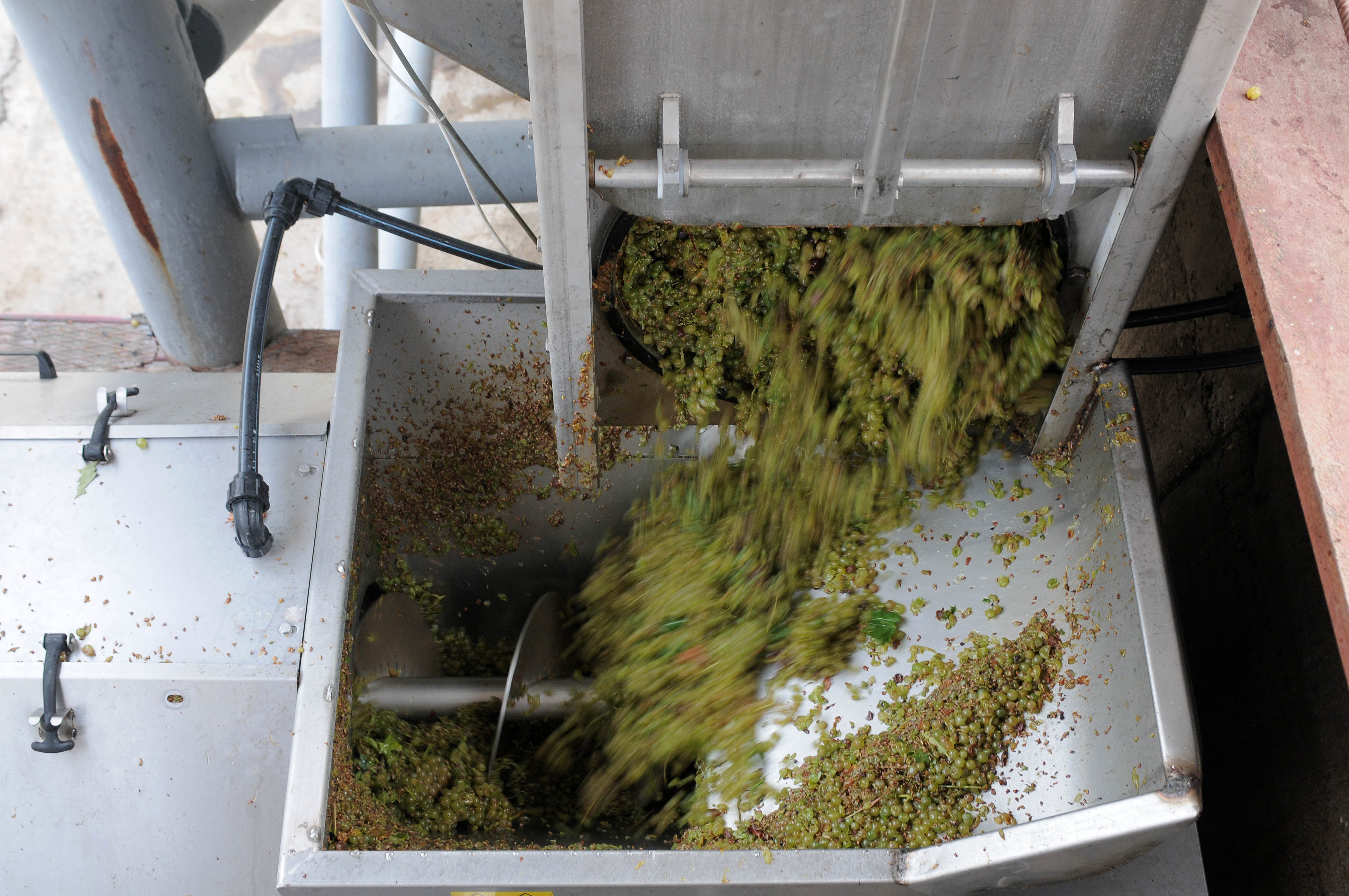 CRAMELE RECAS, Romania