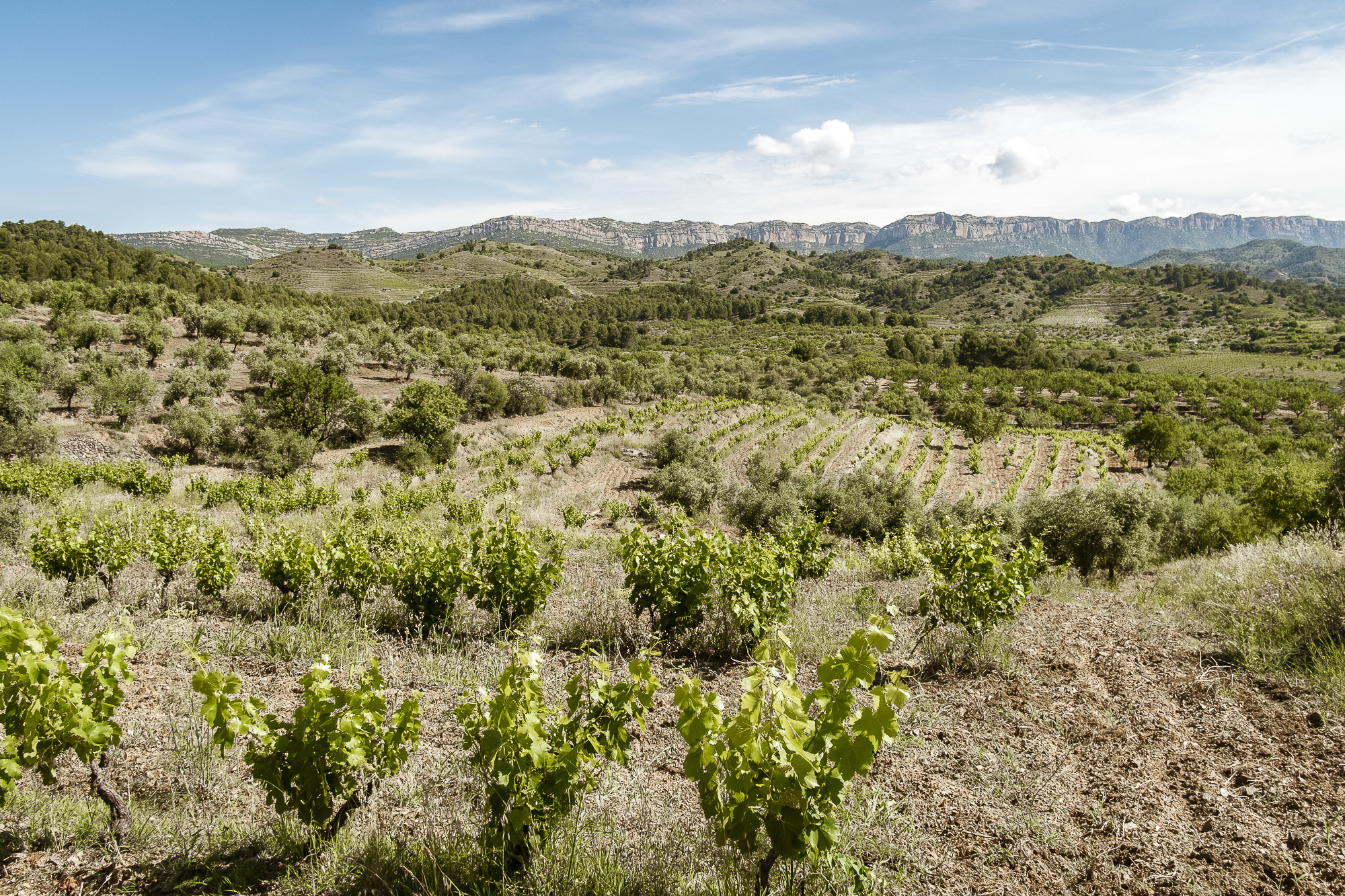 Vinicola del Priorat