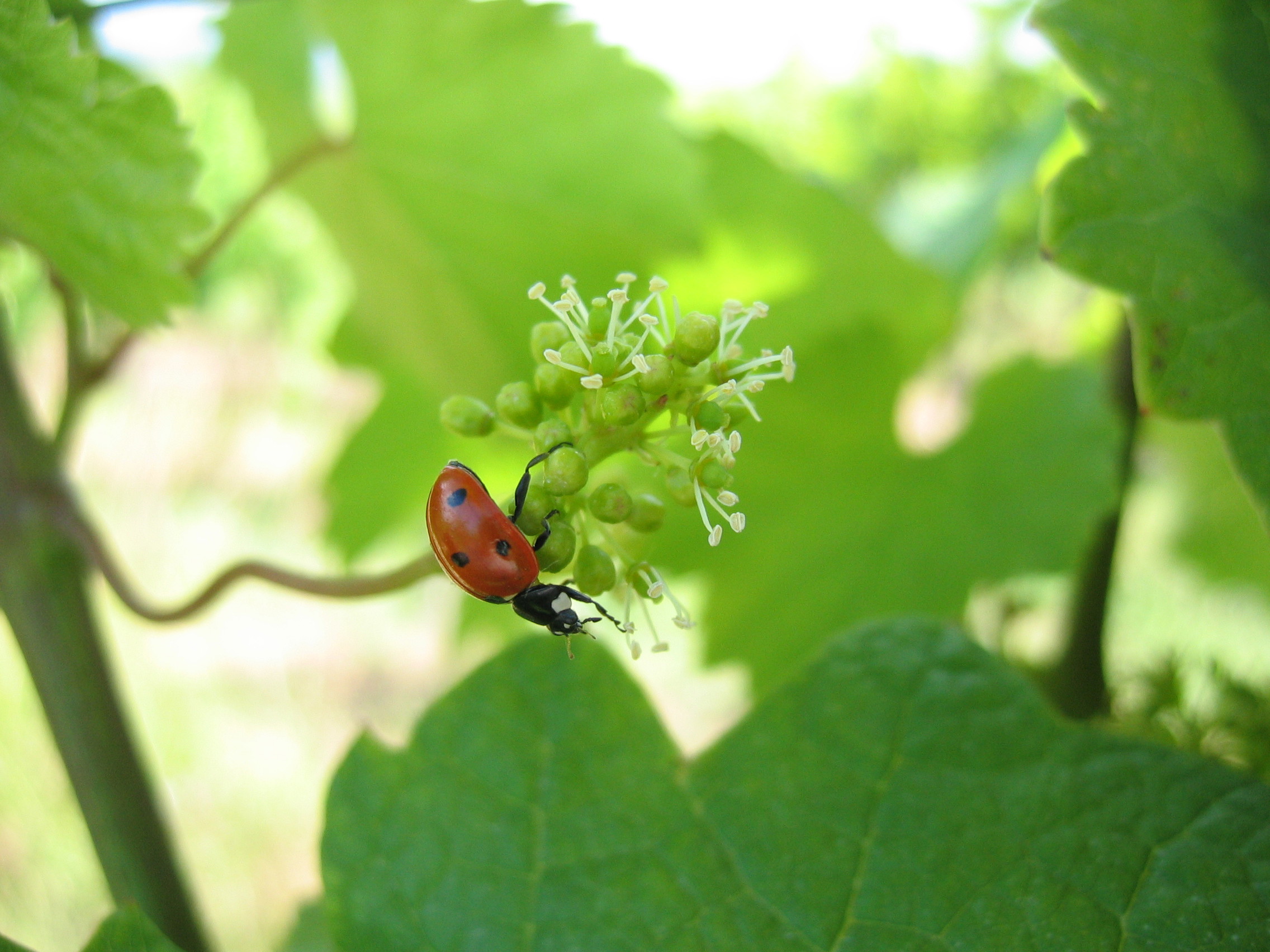 Cave de Ribeauvillé