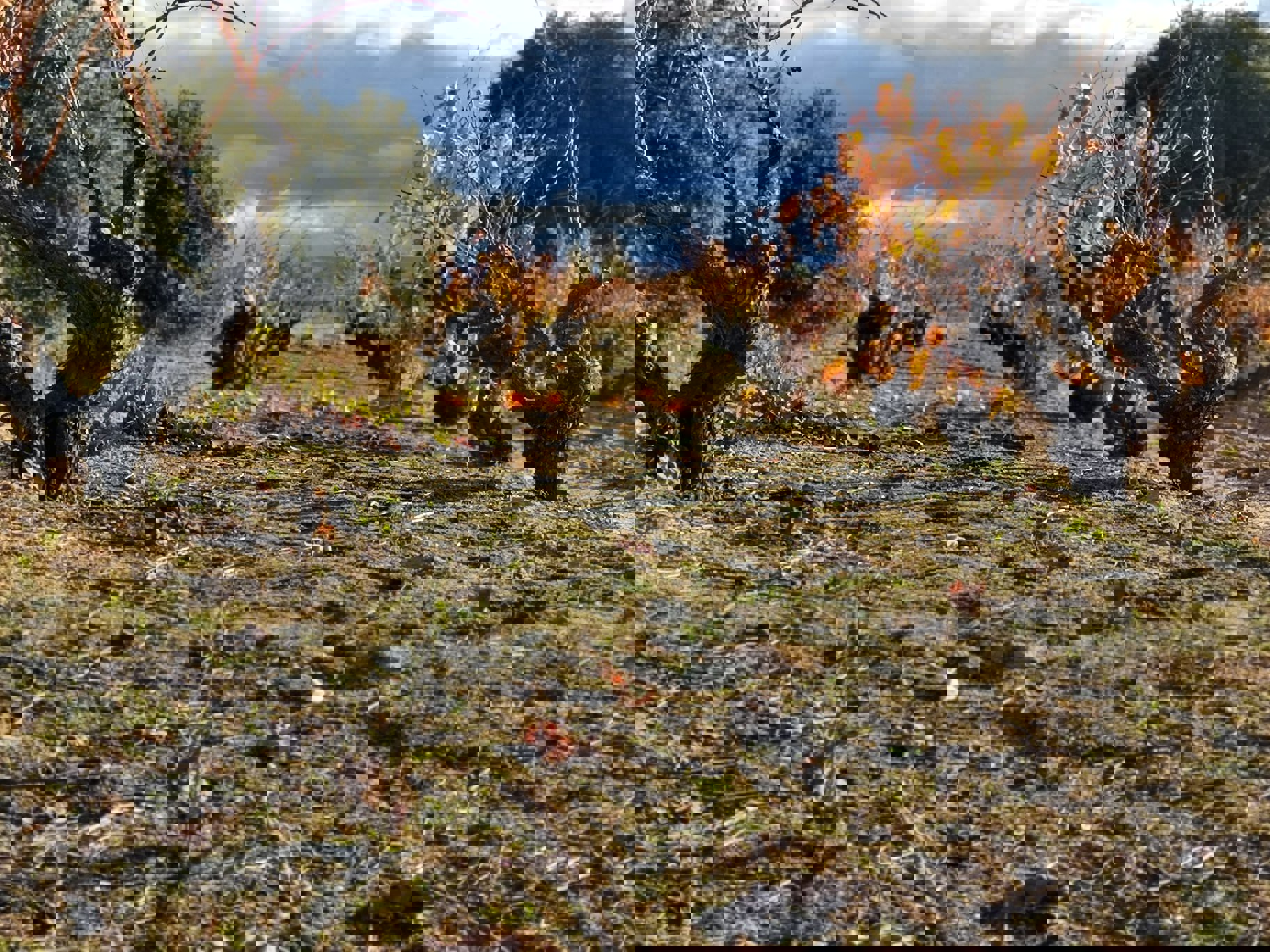 Bodegas Dominio de Cair