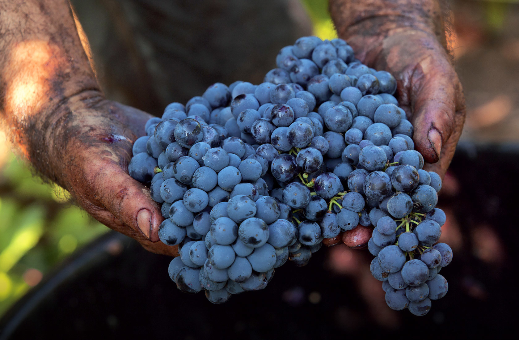 Produttori Di Manduria