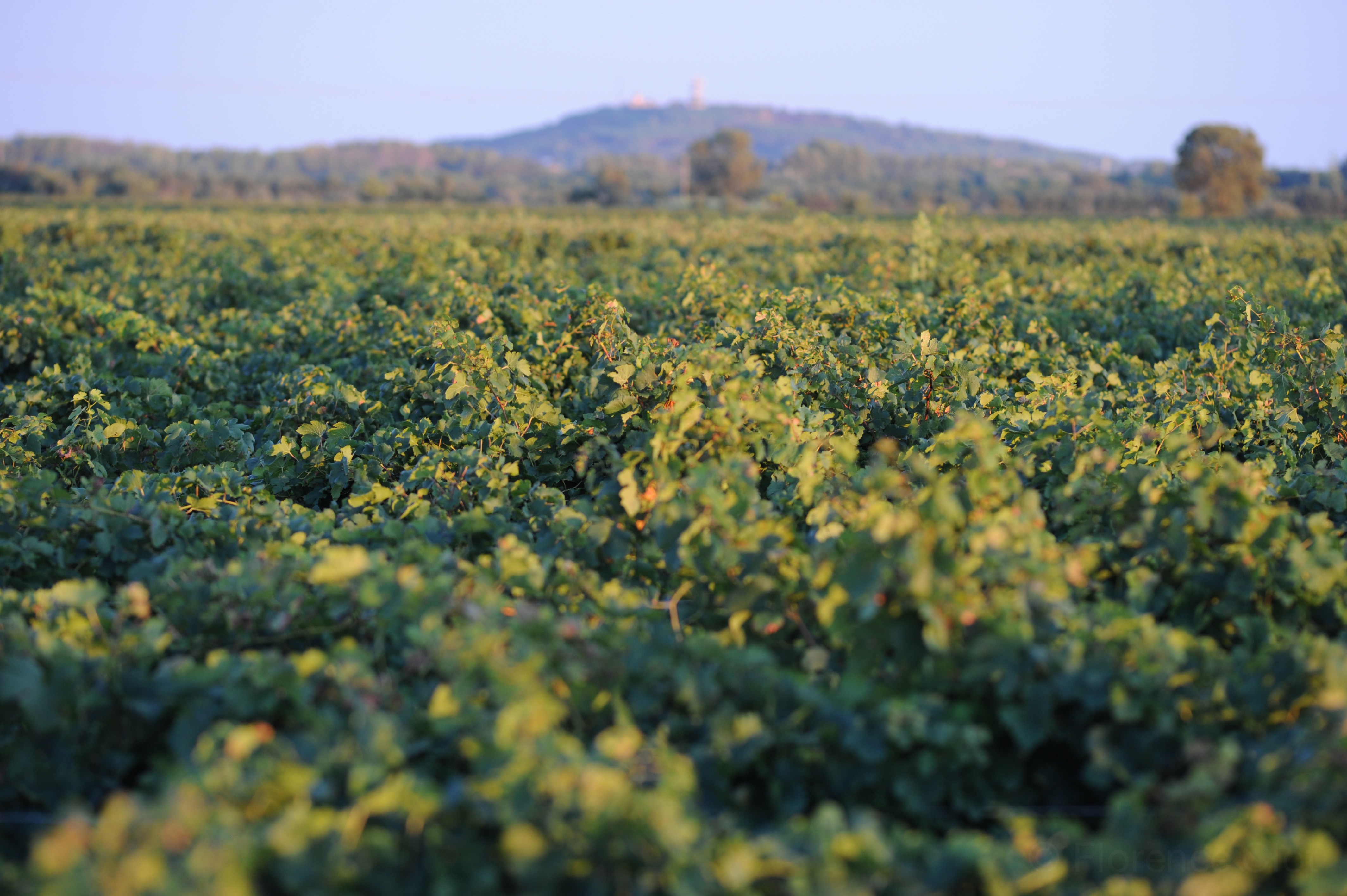 Vignerons de Florensac