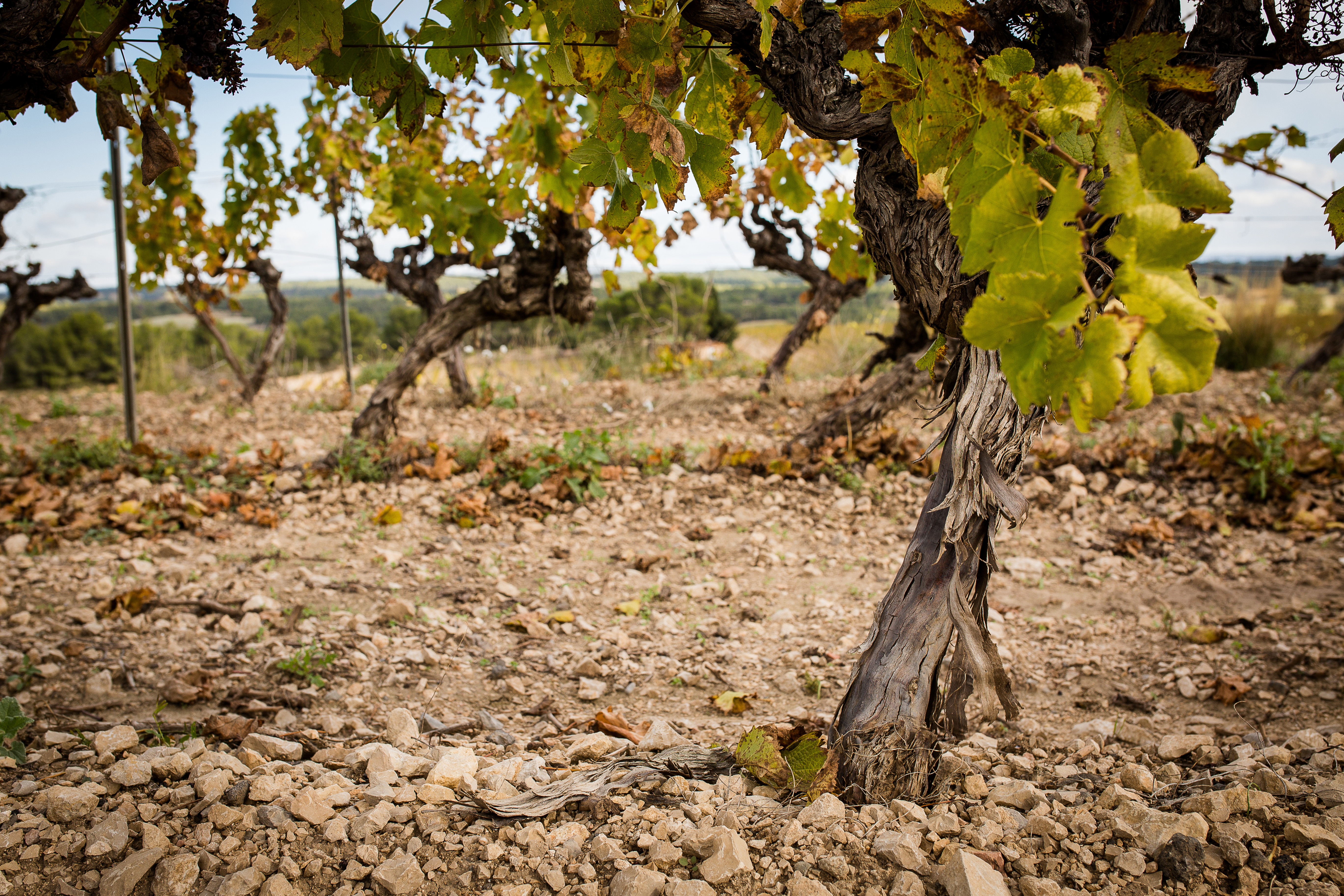 Vignerons de Florensac