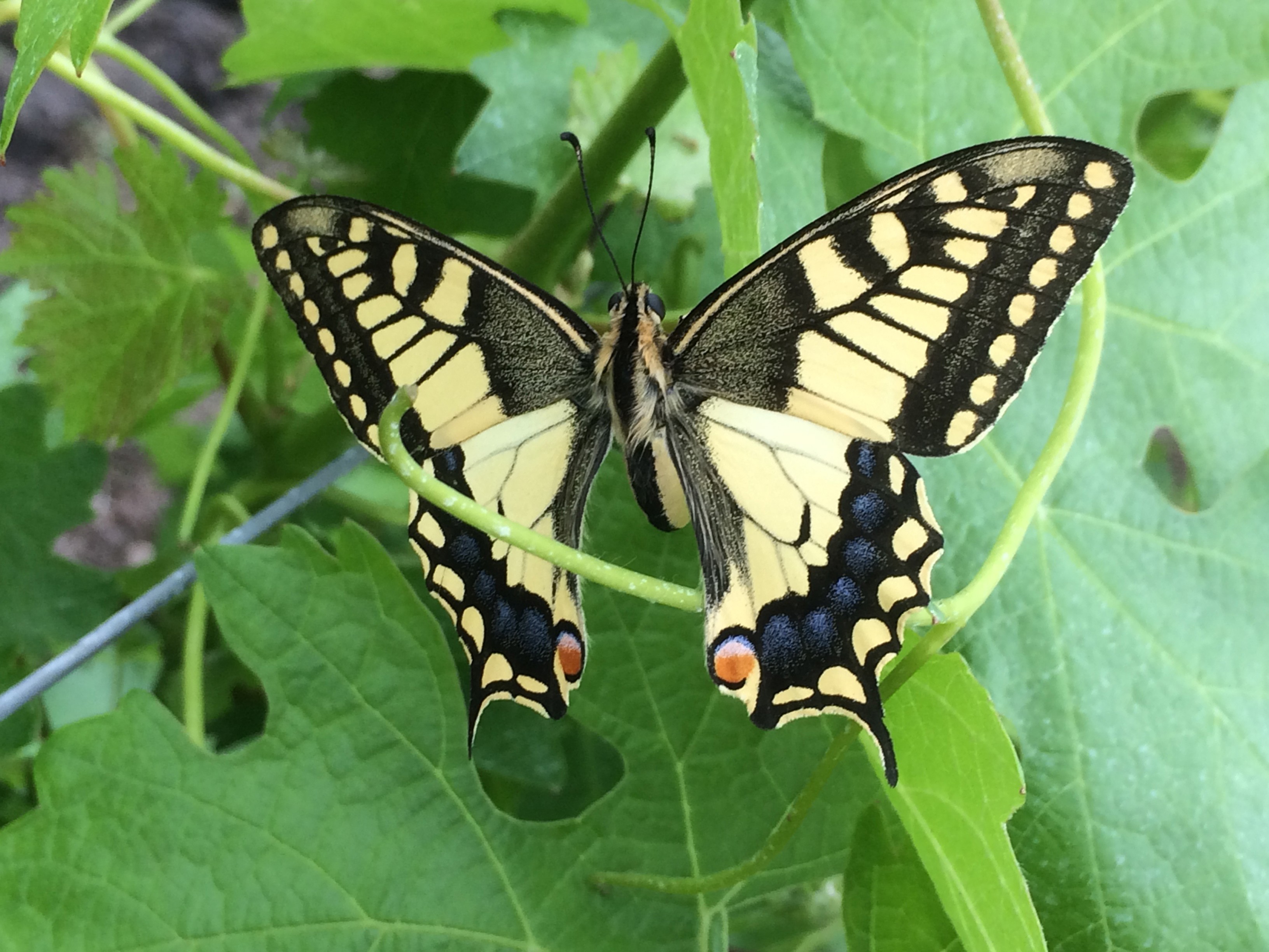 Domaine Patrick Vauvy