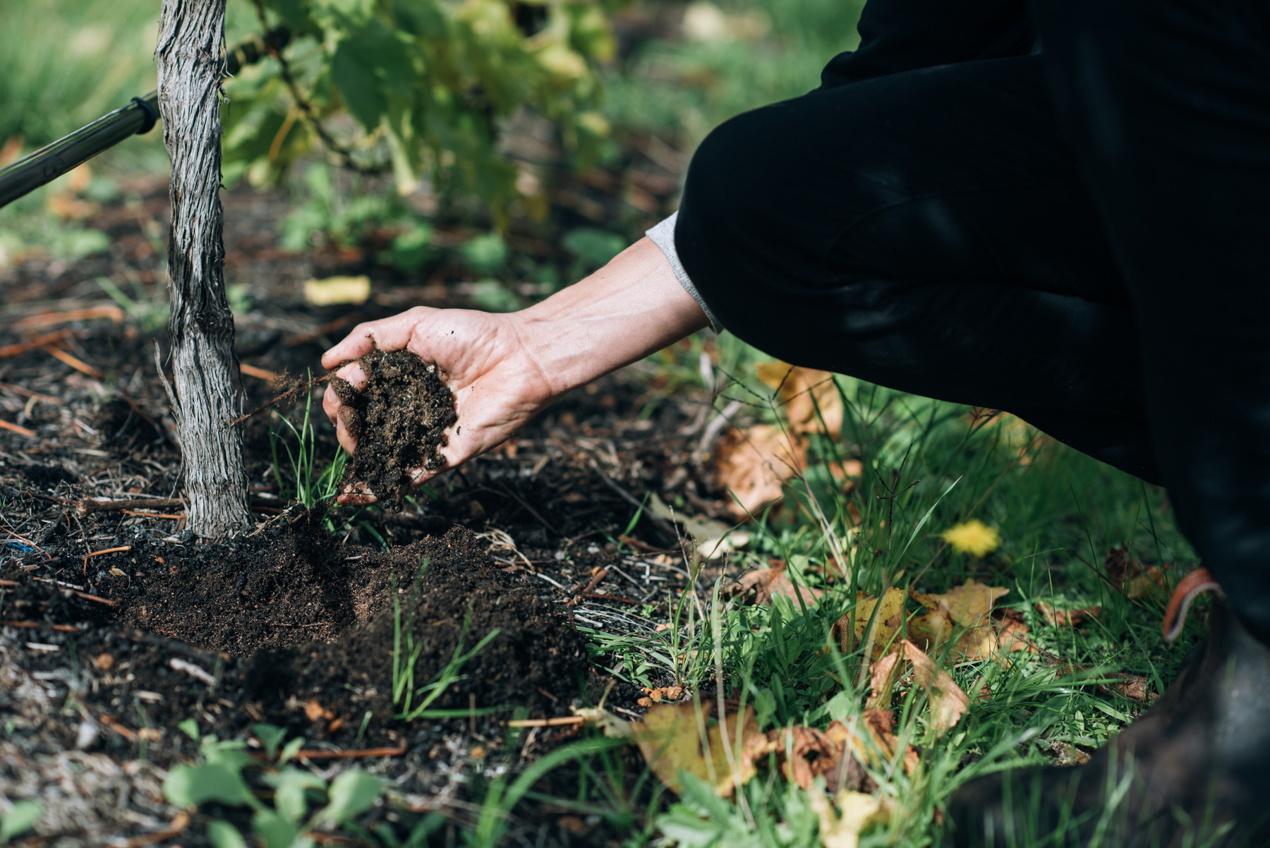 STELLA BELLA WINES, Australia