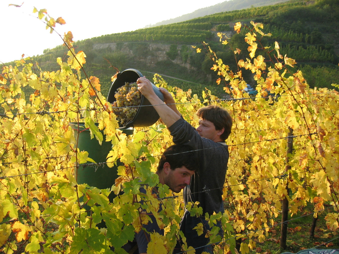 Cave de Ribeauvillé