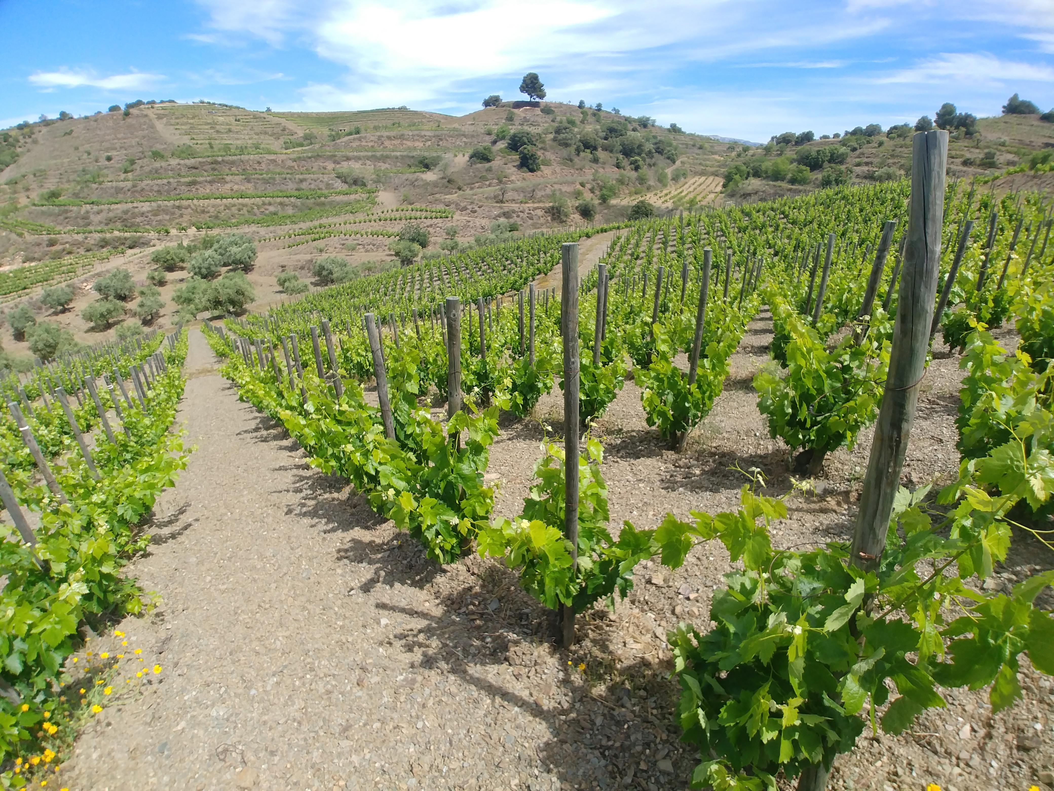 Cal Batllet-Marc Ripoll