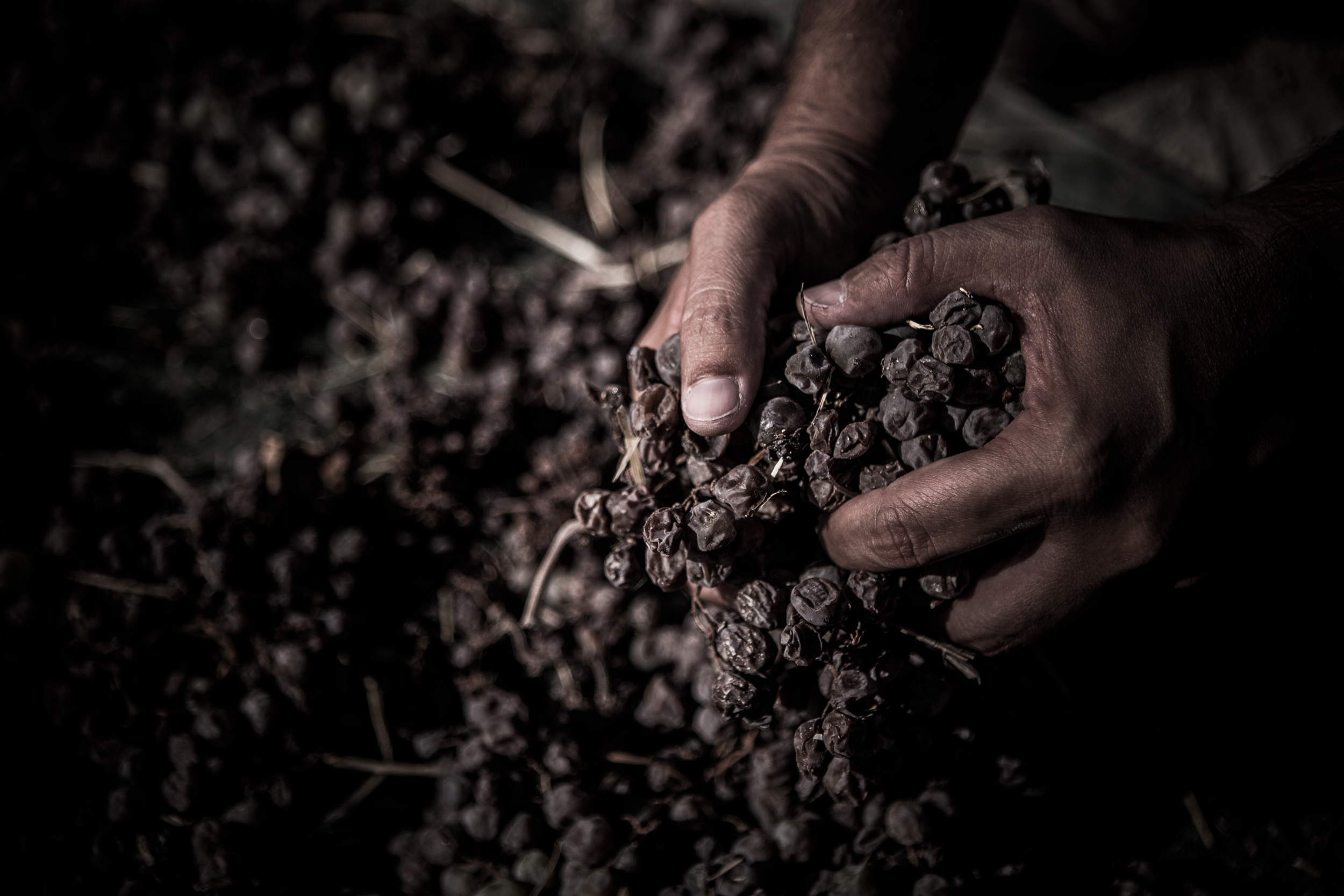 Bodegas Ximénez-Spínola
