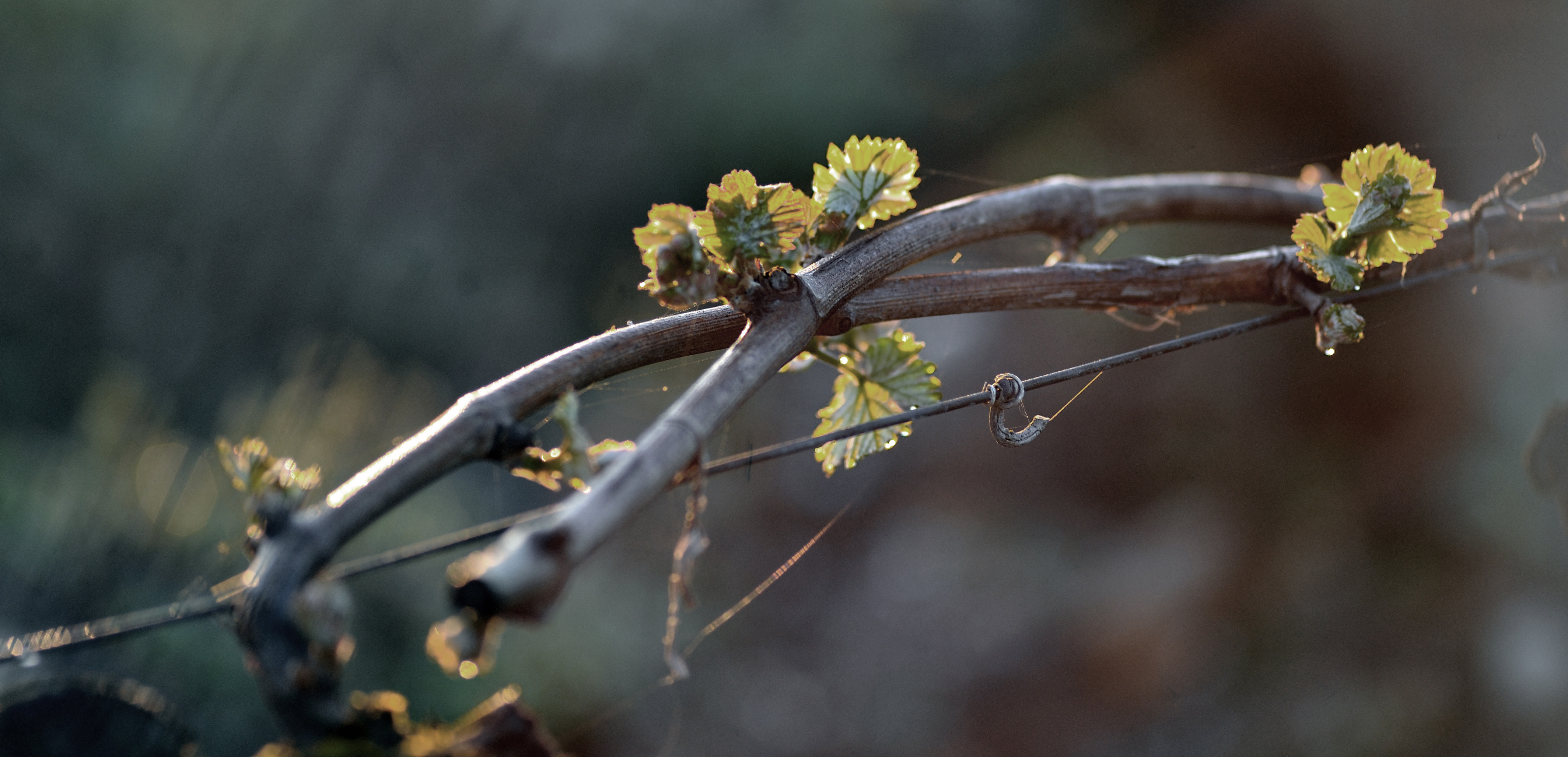 Domaine de la Berthète