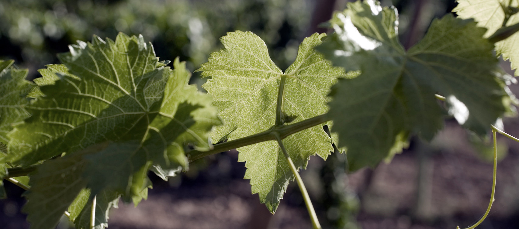 Domaine François Crochet