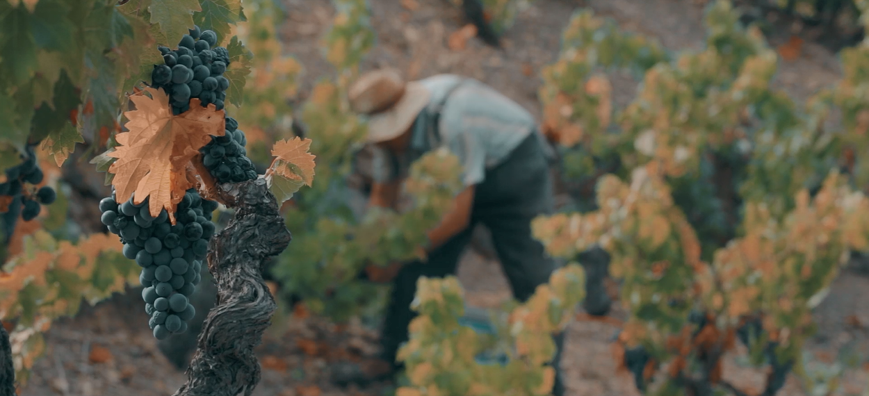 Vinicola del Priorat