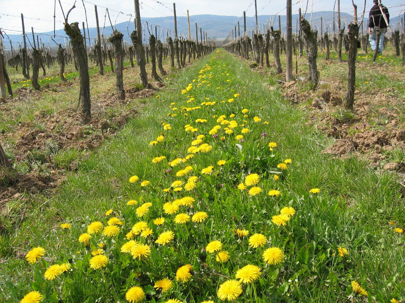 Cave de Ribeauvillé