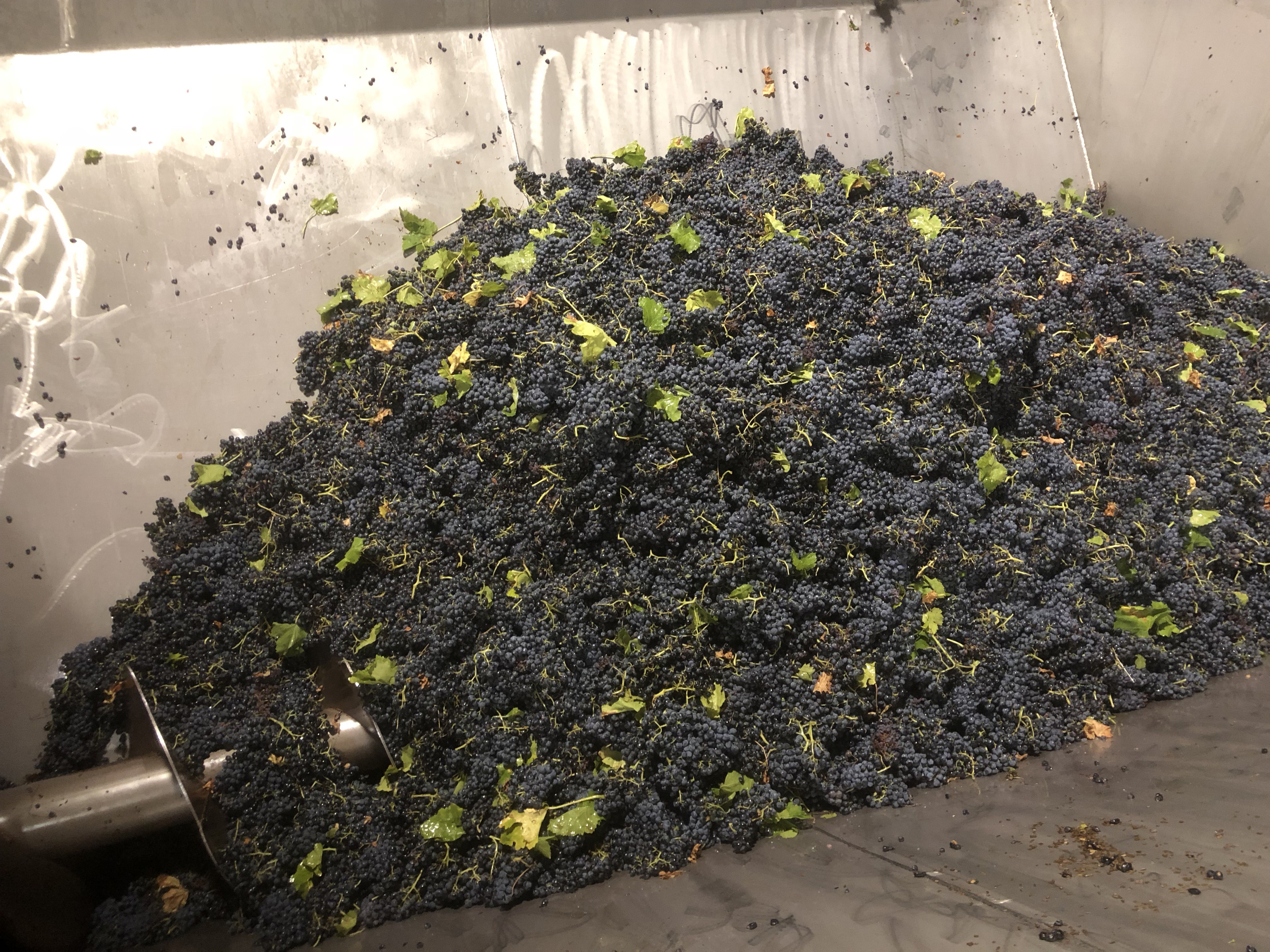 THISTLEDOWN, Australia