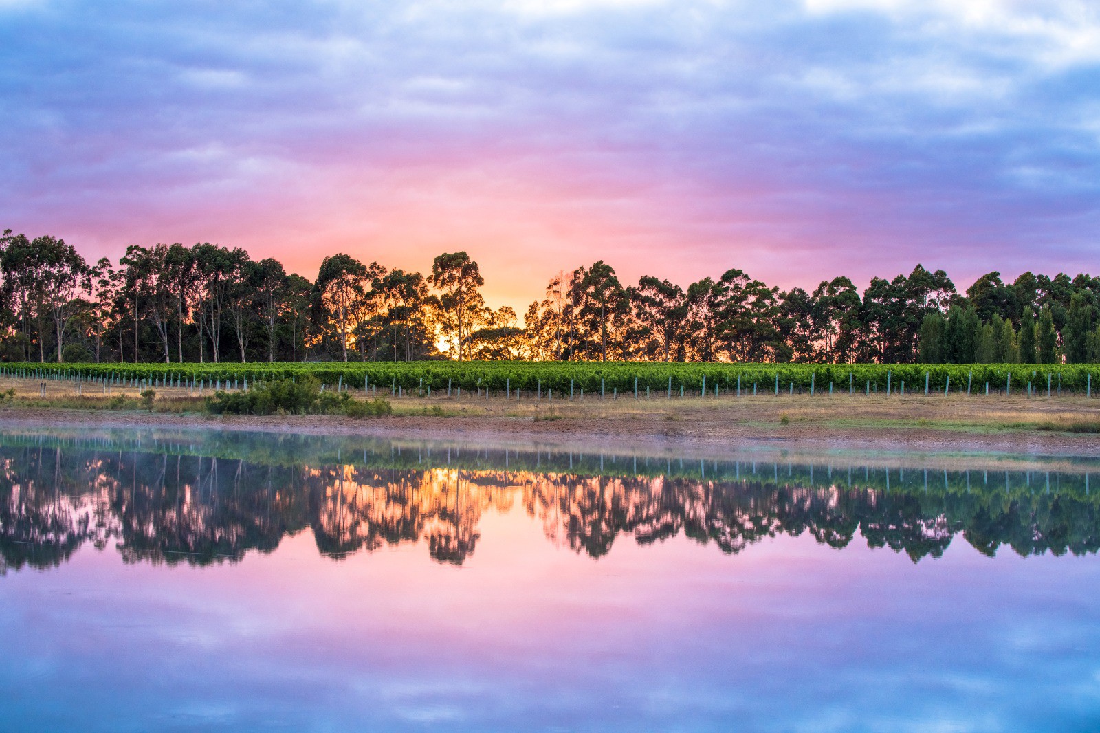 STELLA BELLA WINES, Australia