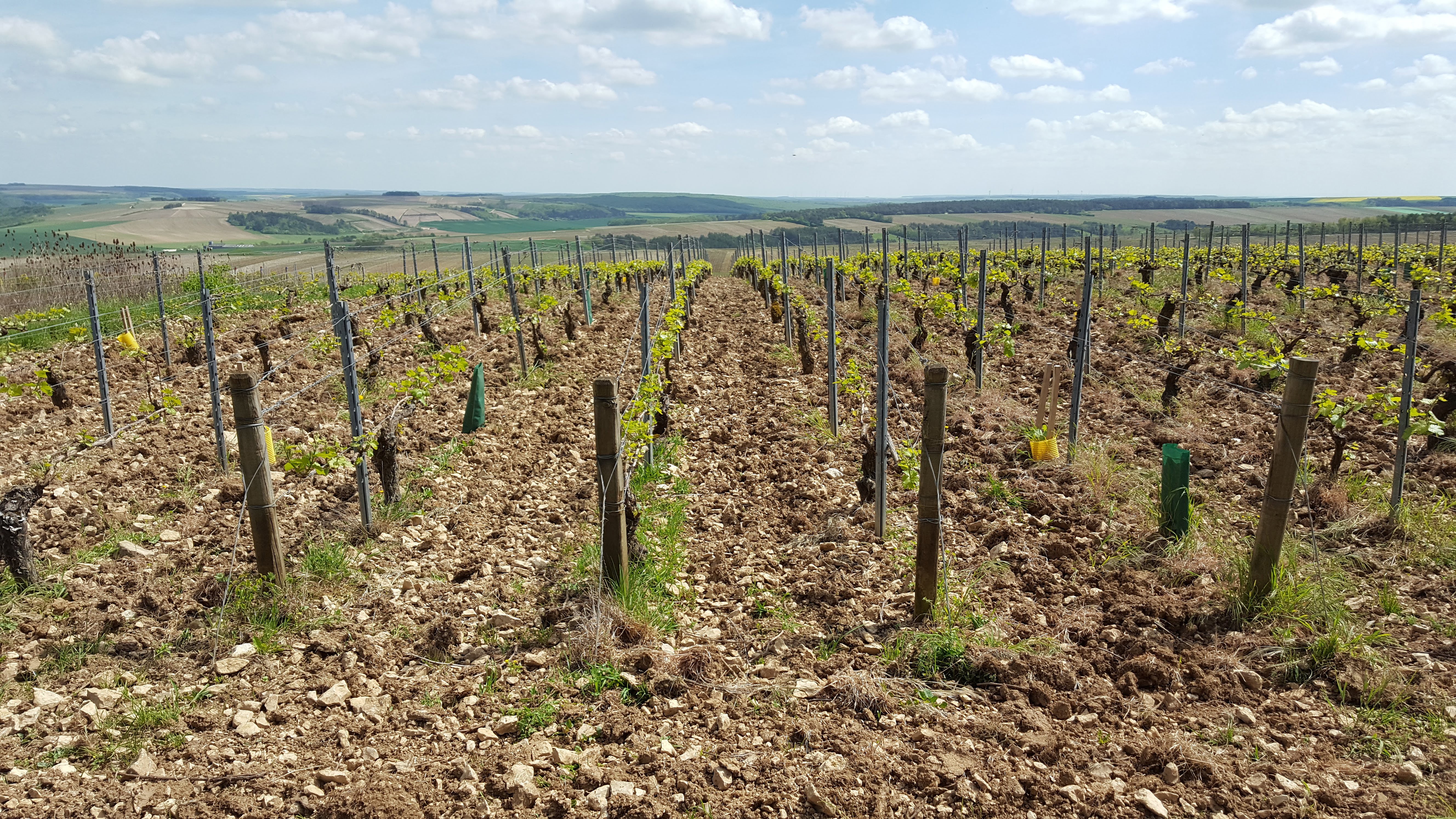 Domaine Bernard Defaix