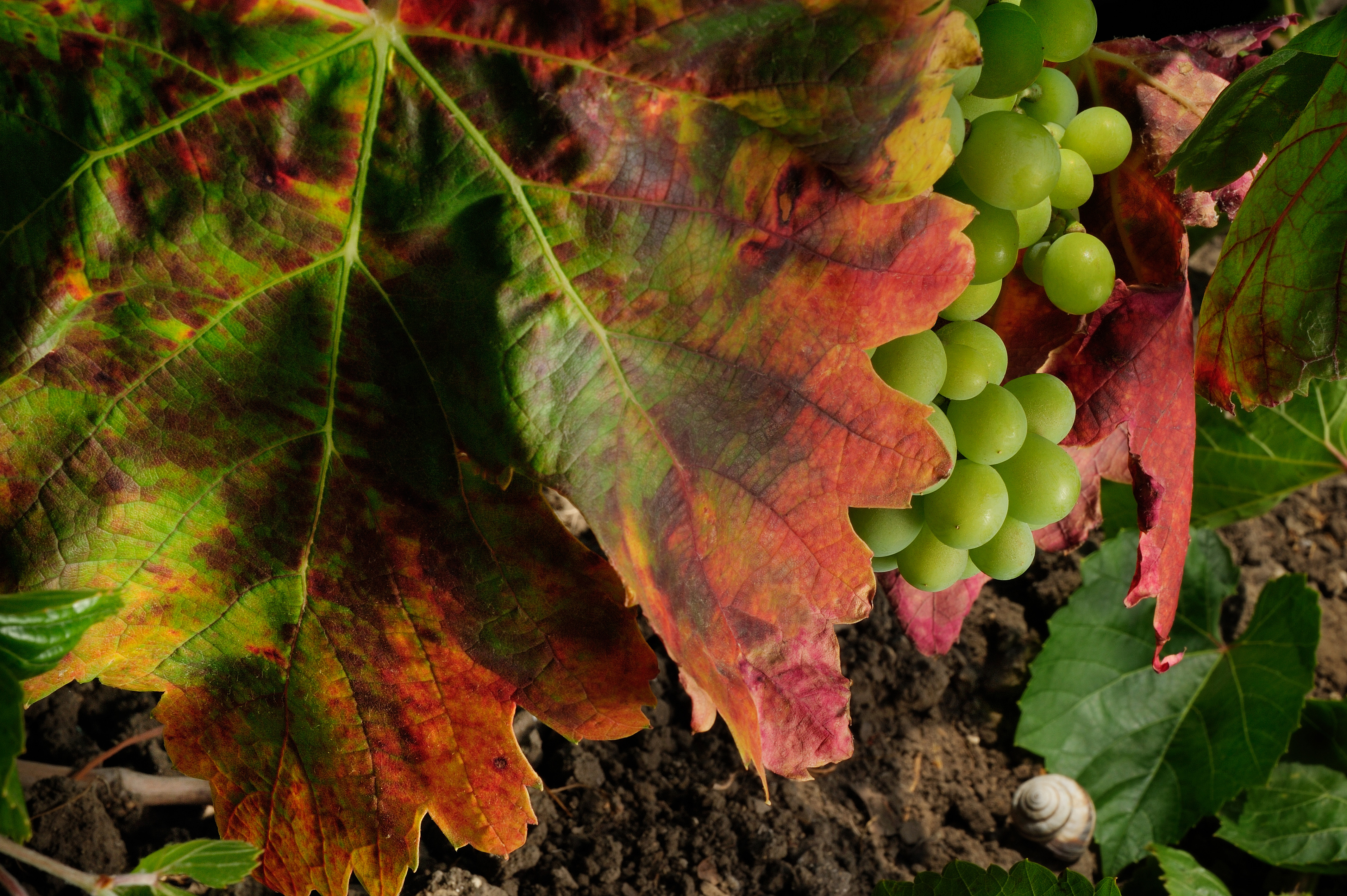 Rallo Azienda Agricola