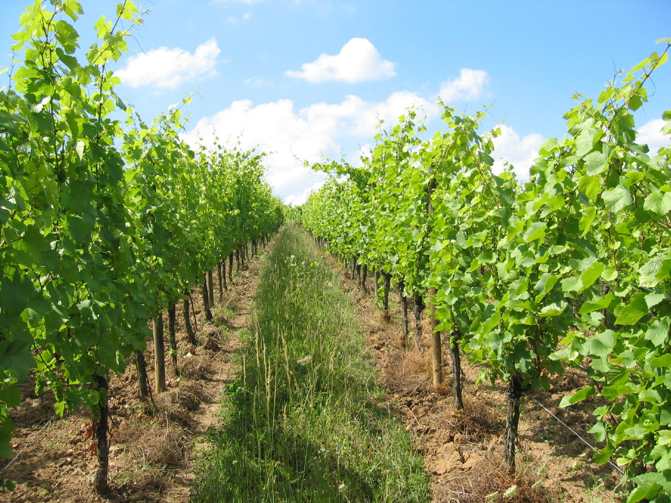 Cave de Ribeauvillé