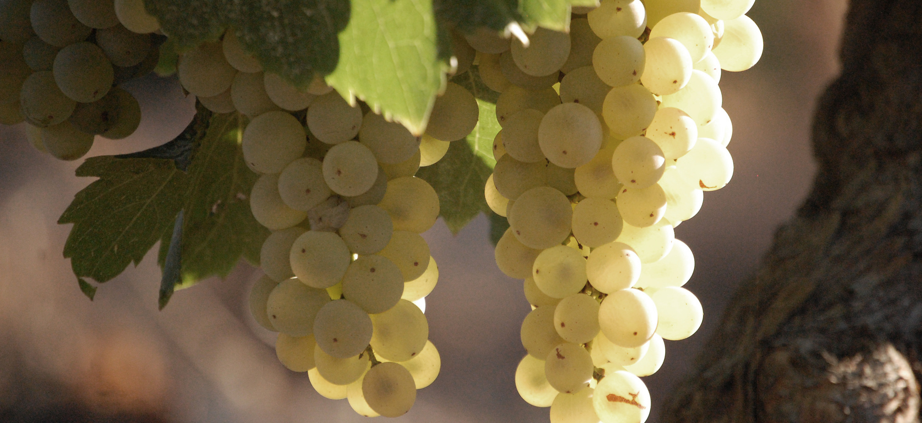 Domaine Pierre Marchand