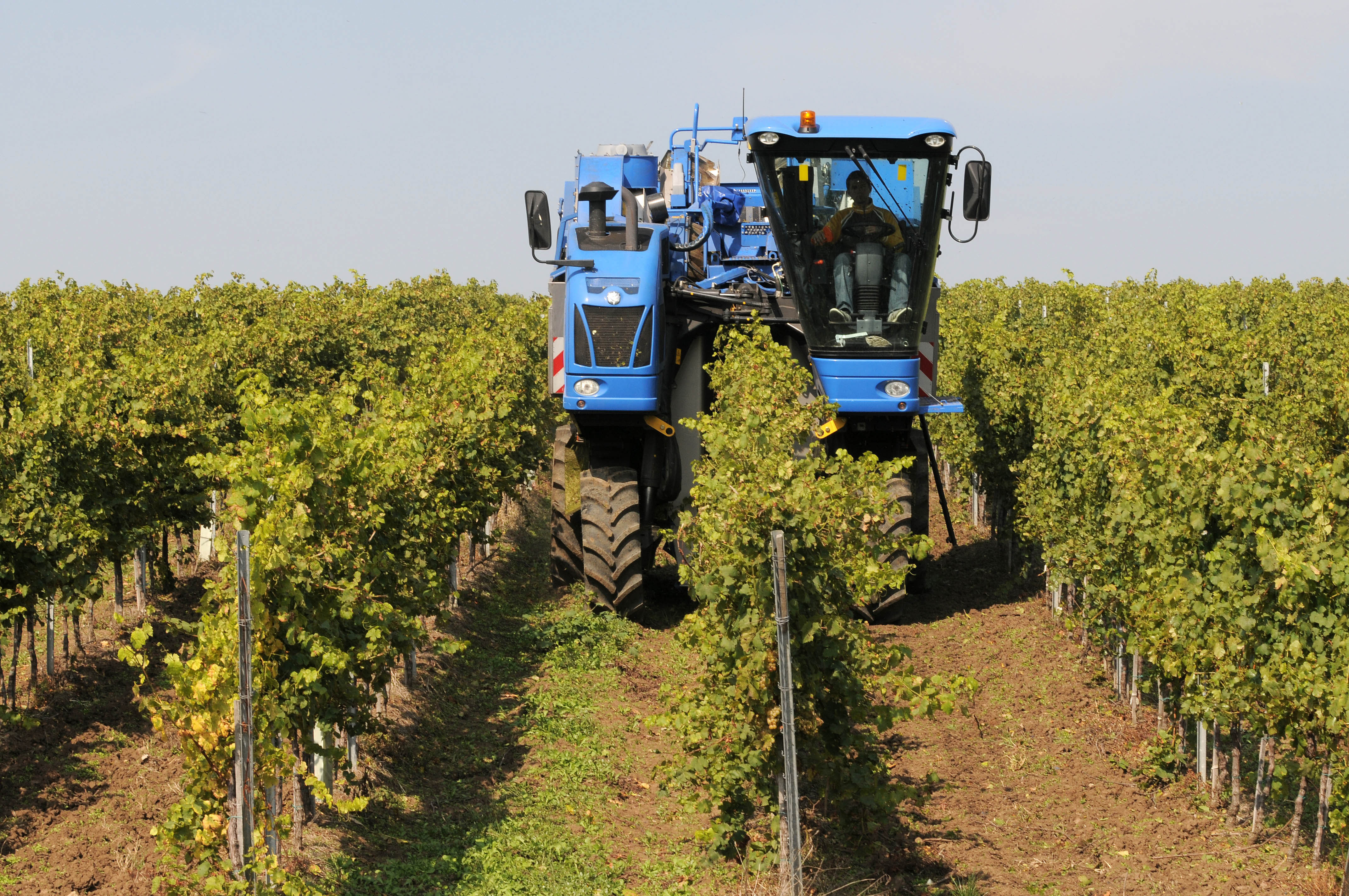 CRAMELE RECAS, Romania