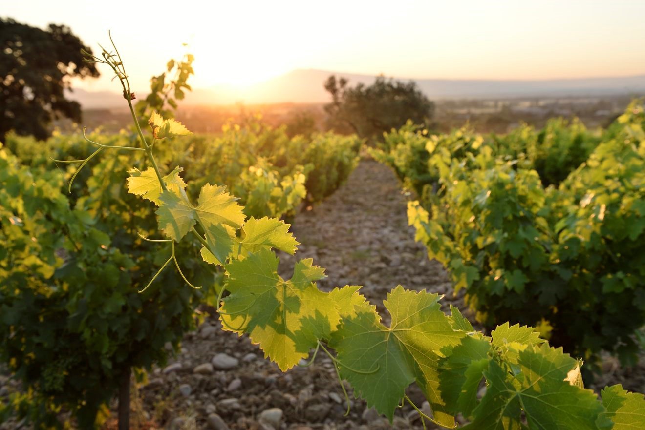 GUILLAUME GONNET, France