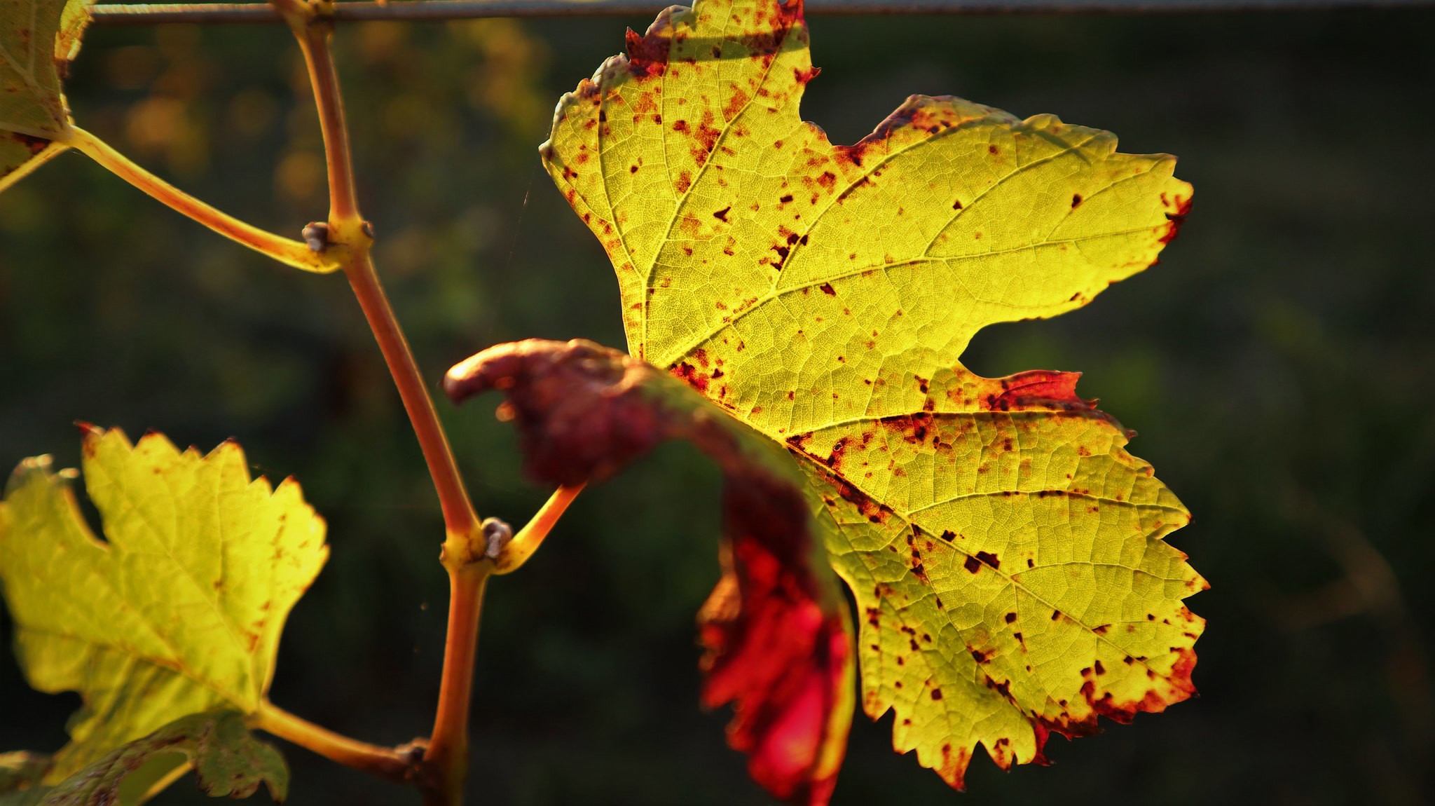 Olivier Cazenave et Château