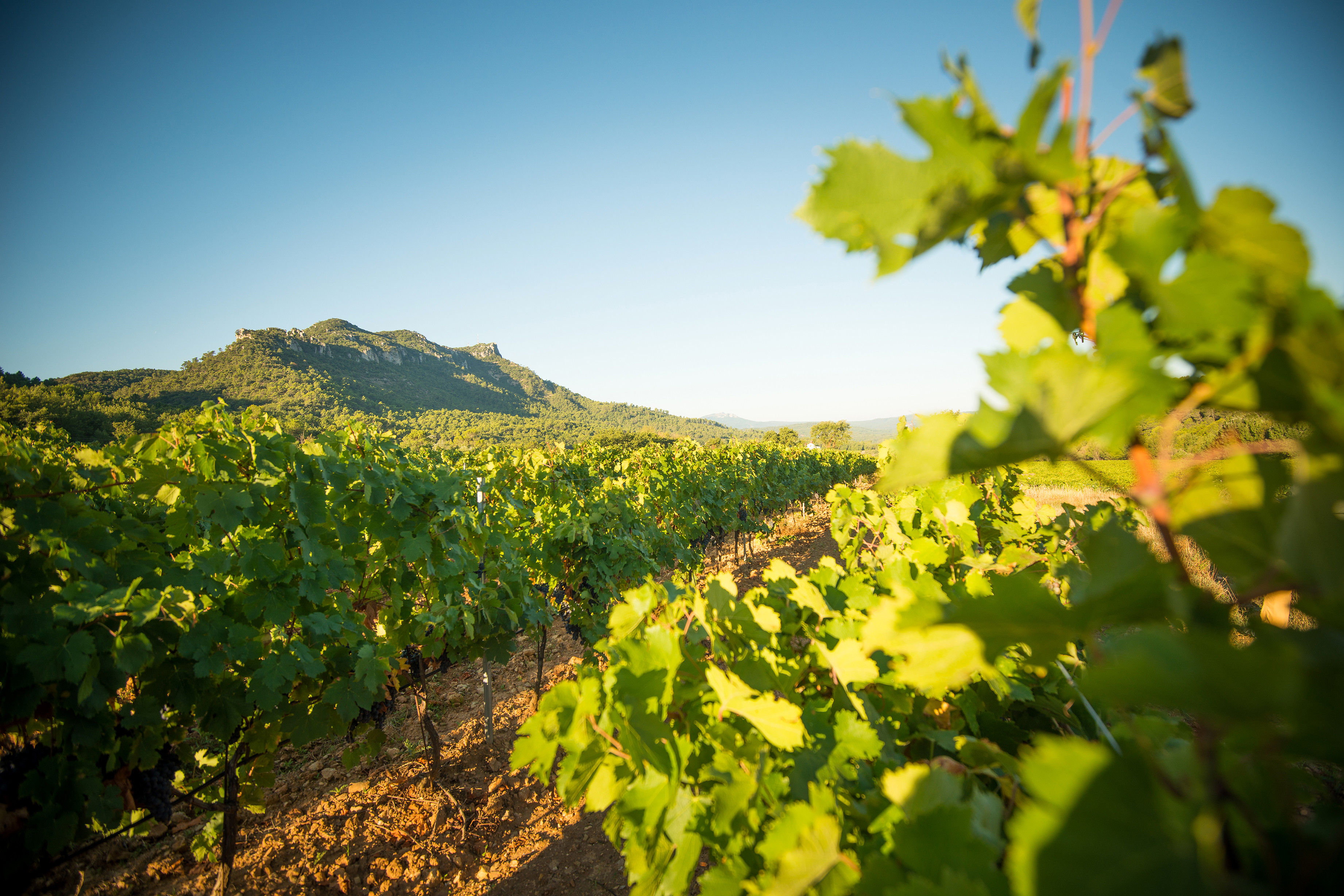Château L’ Escarelle
