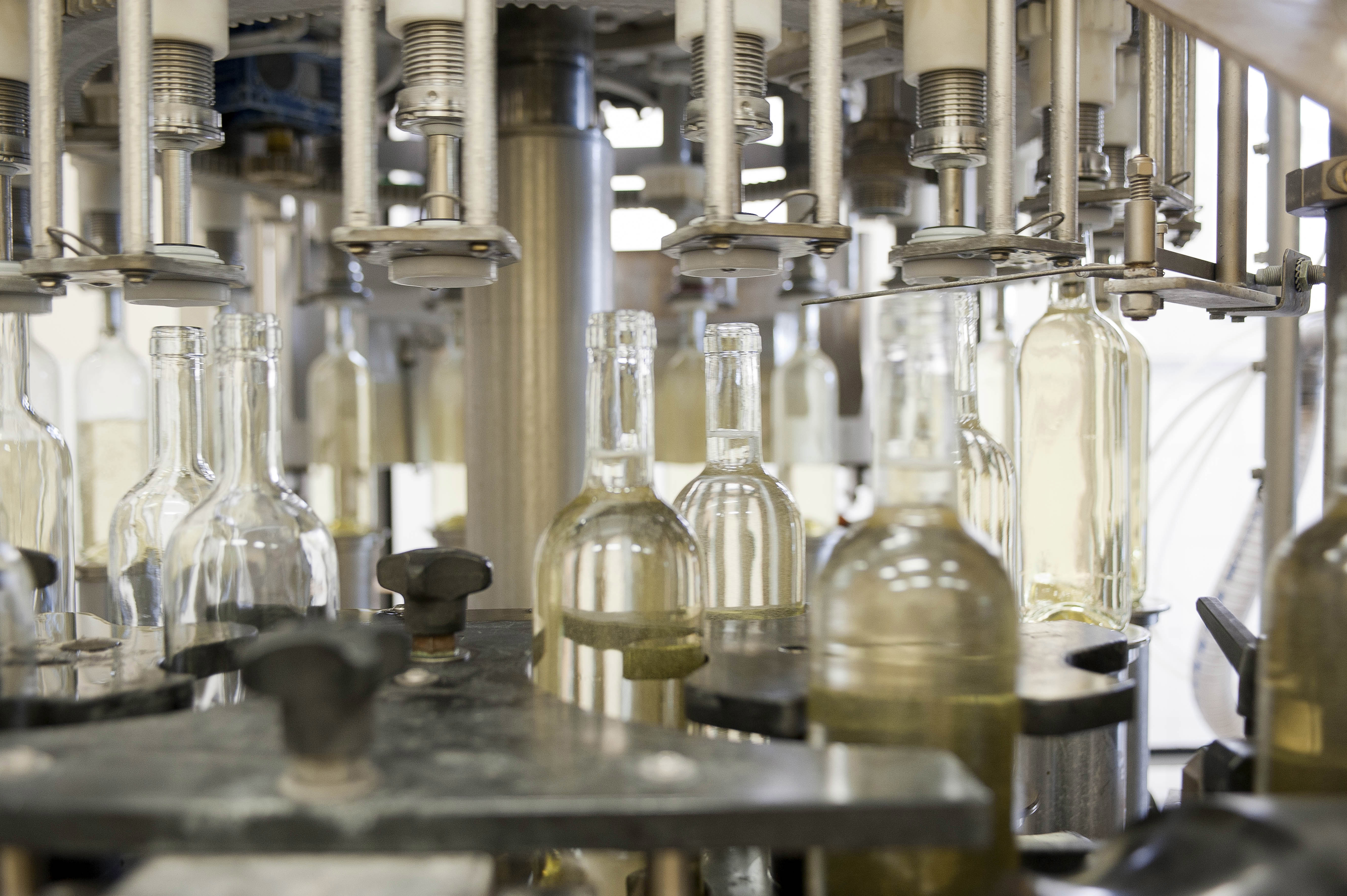 CRAMELE RECAS, Romania