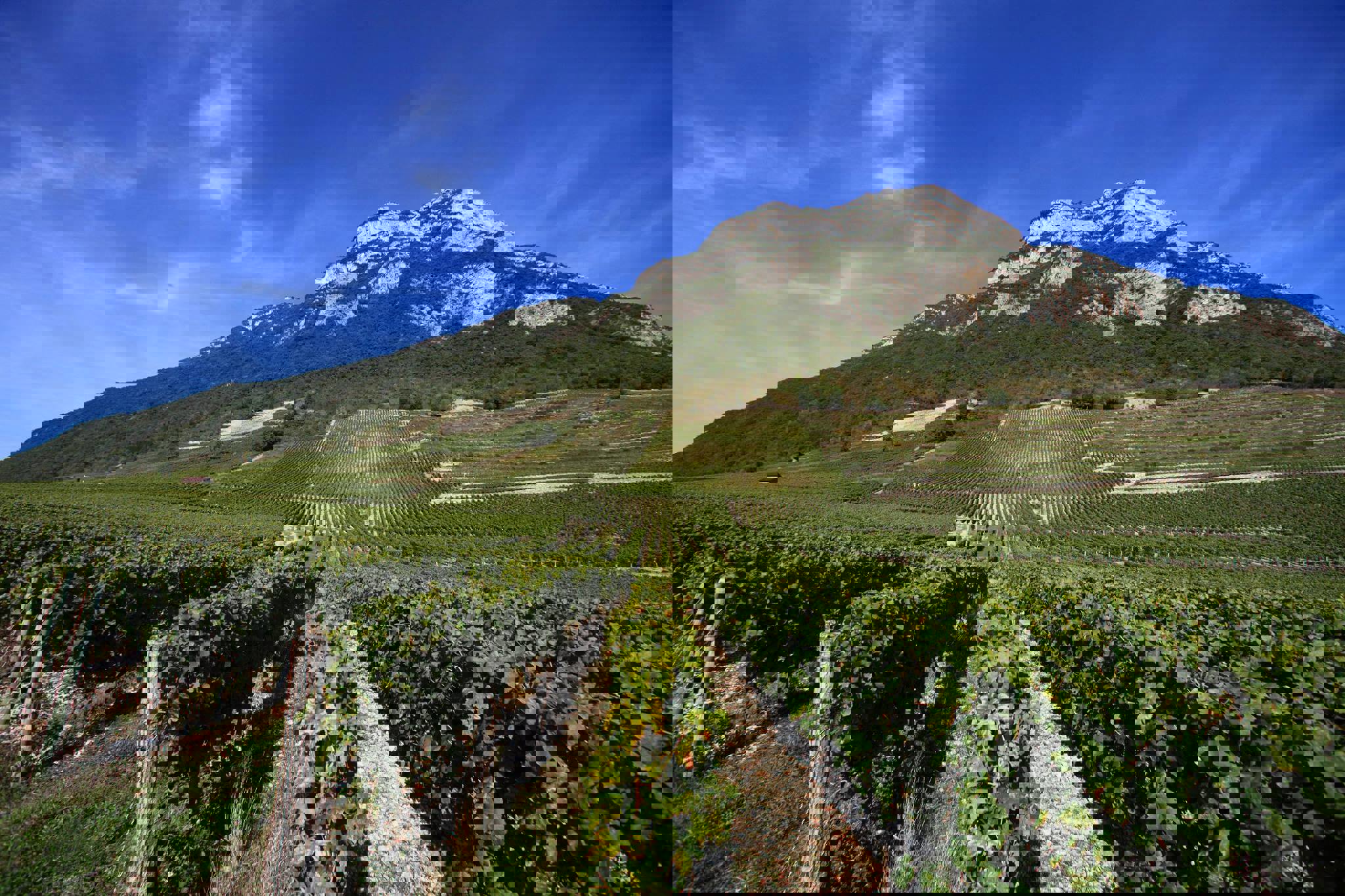 Domaine Jean Perrier et Fils