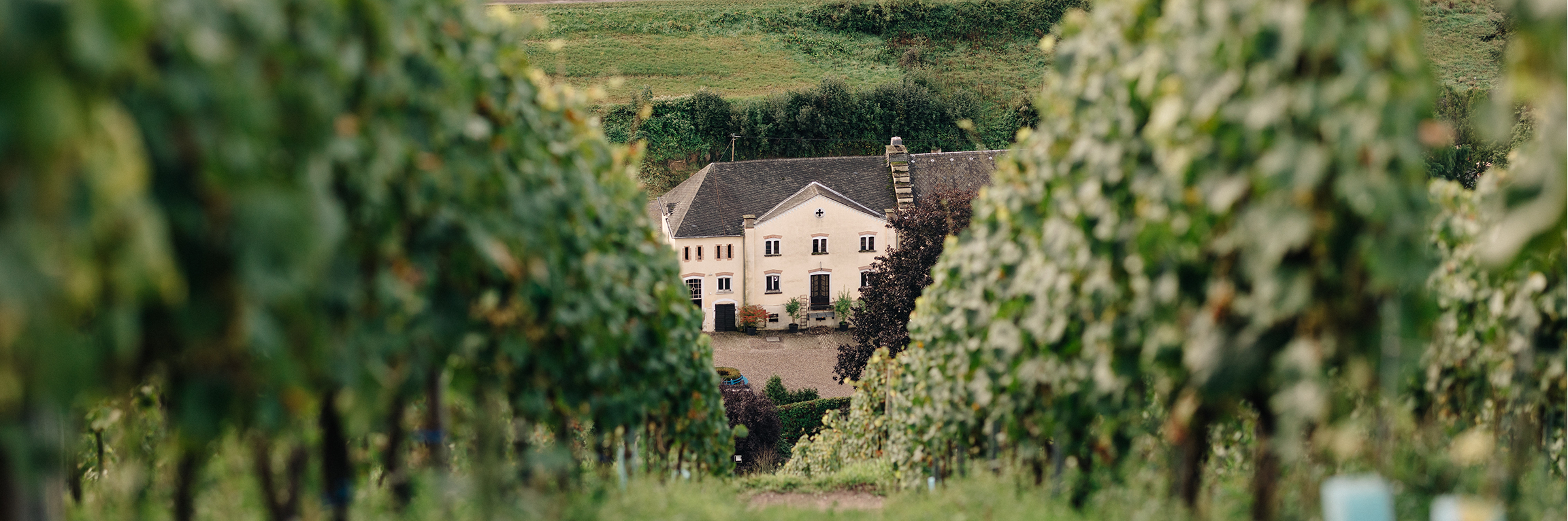 Weingut Karthäuserhof