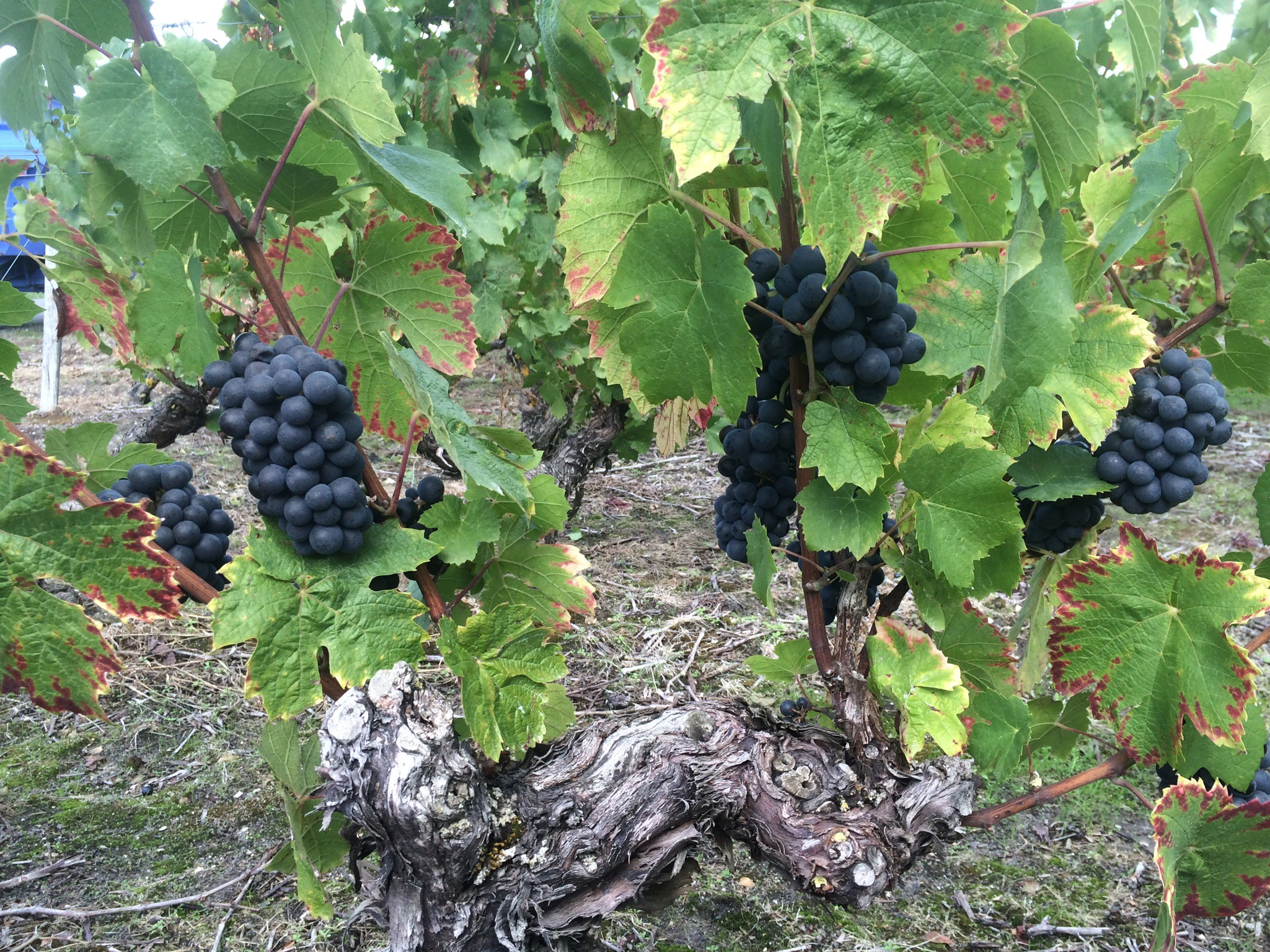 Domaine Patrick Vauvy