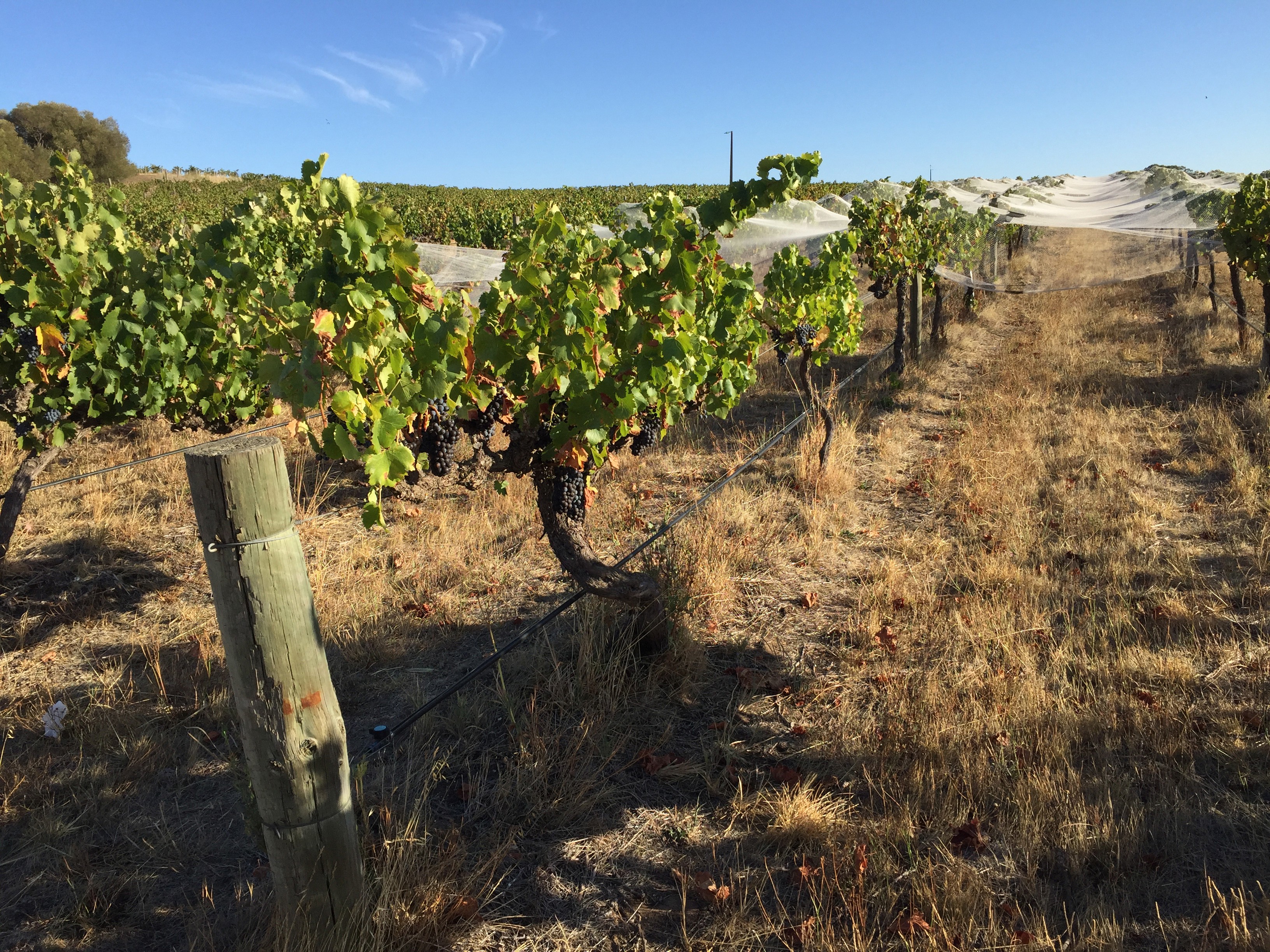 THISTLEDOWN, Australia